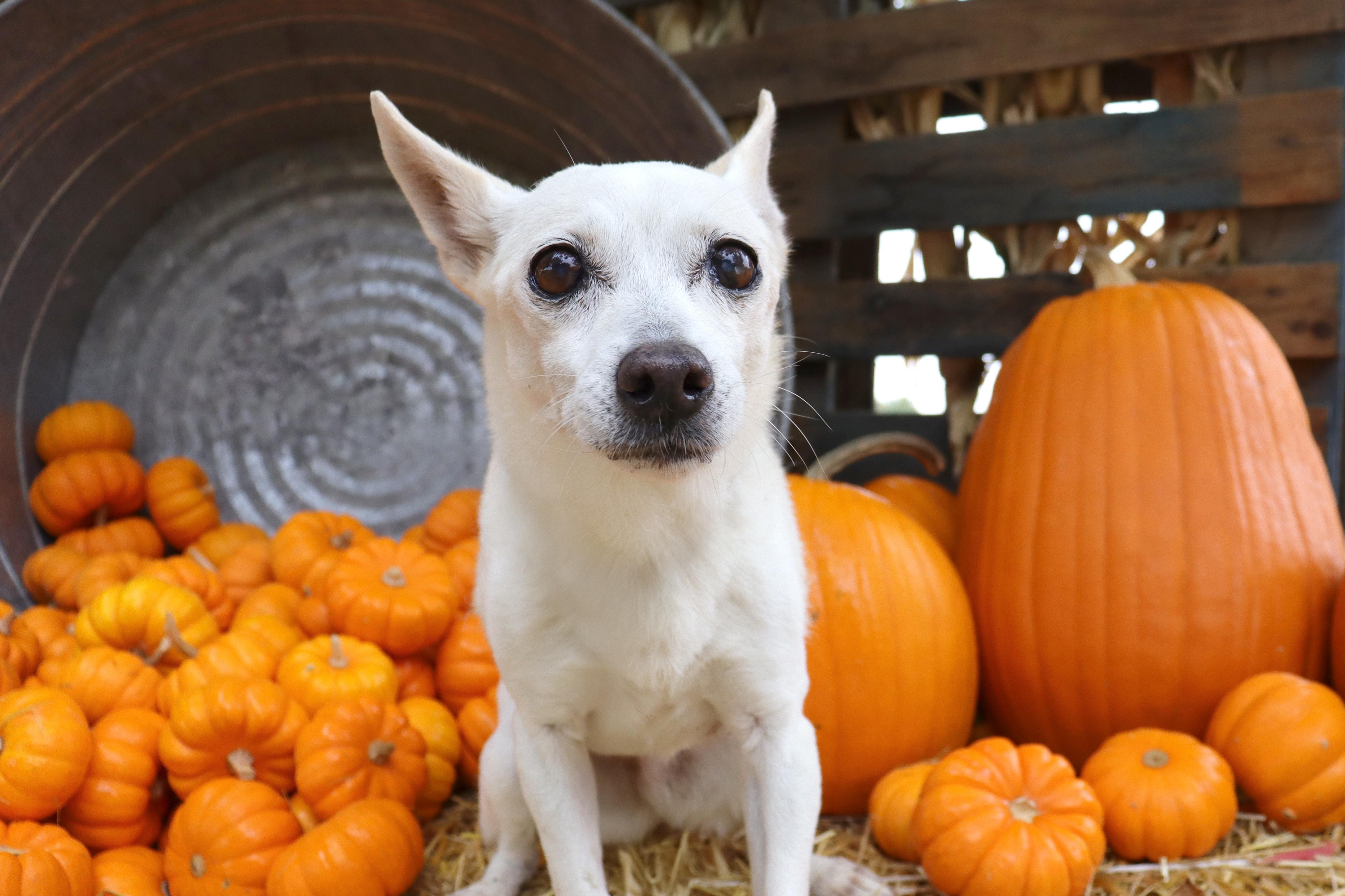 Enlarge Agnes, a Adoptable mixed breed in Clovis, CA image 2/4