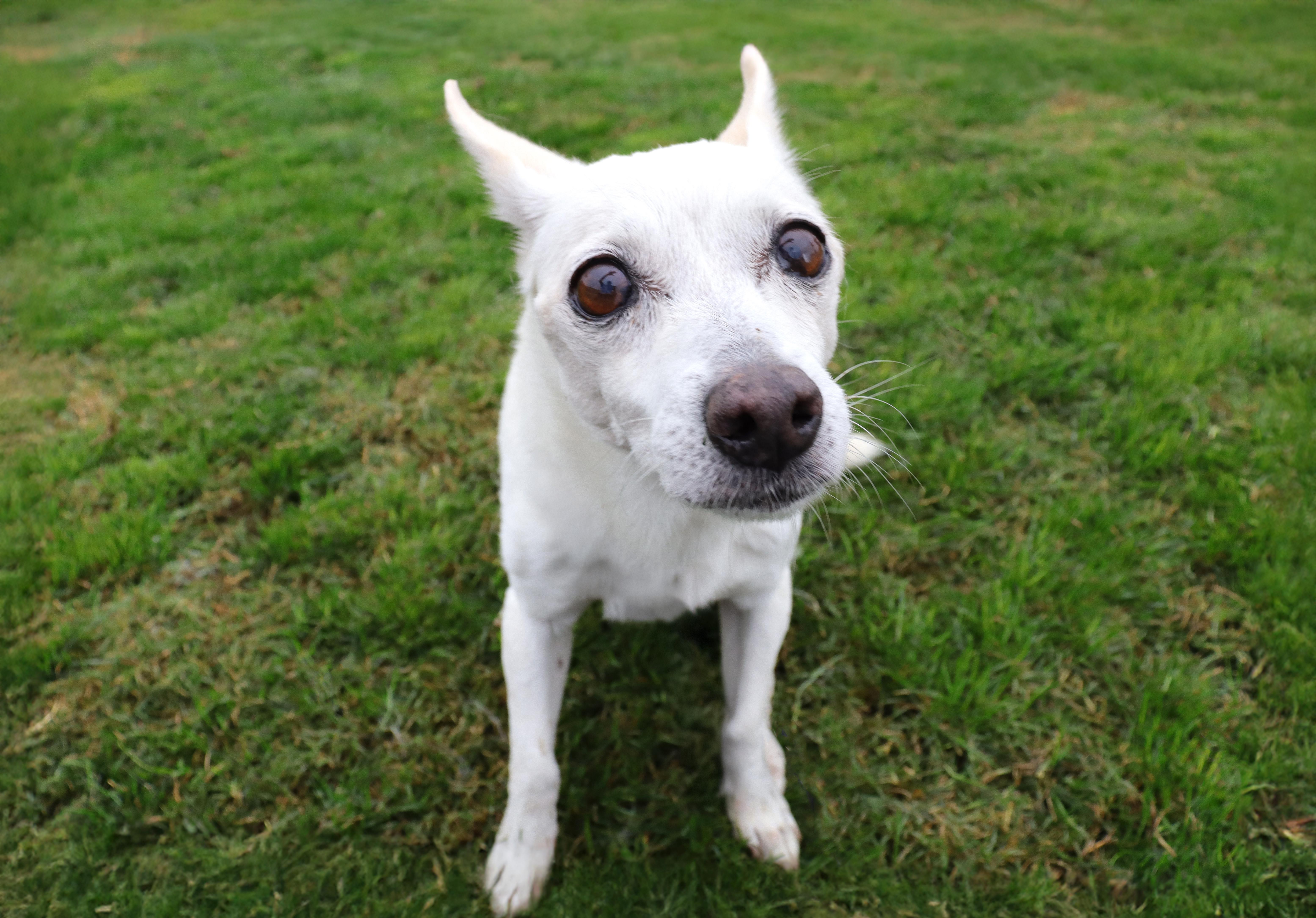 Enlarge Agnes, a Adoptable mixed breed in Clovis, CA image 3/4