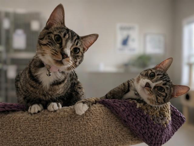 PIXAR, Adoptable, Young Female Domestic Short Hair.