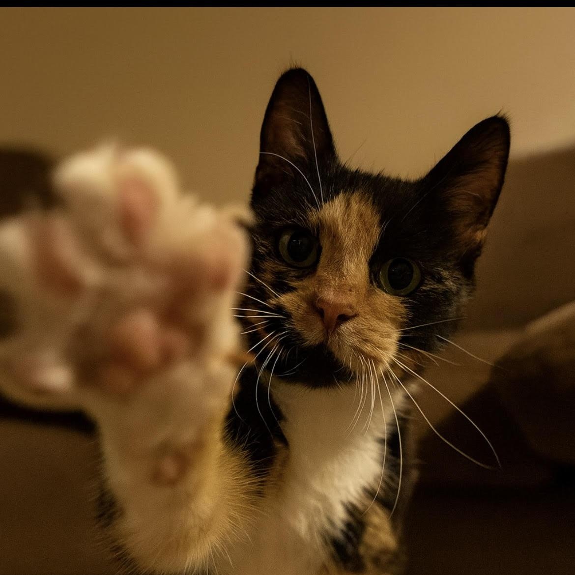 Enlarge Gertrude, a Adoptable mixed breed in Howell, MI image 1/2