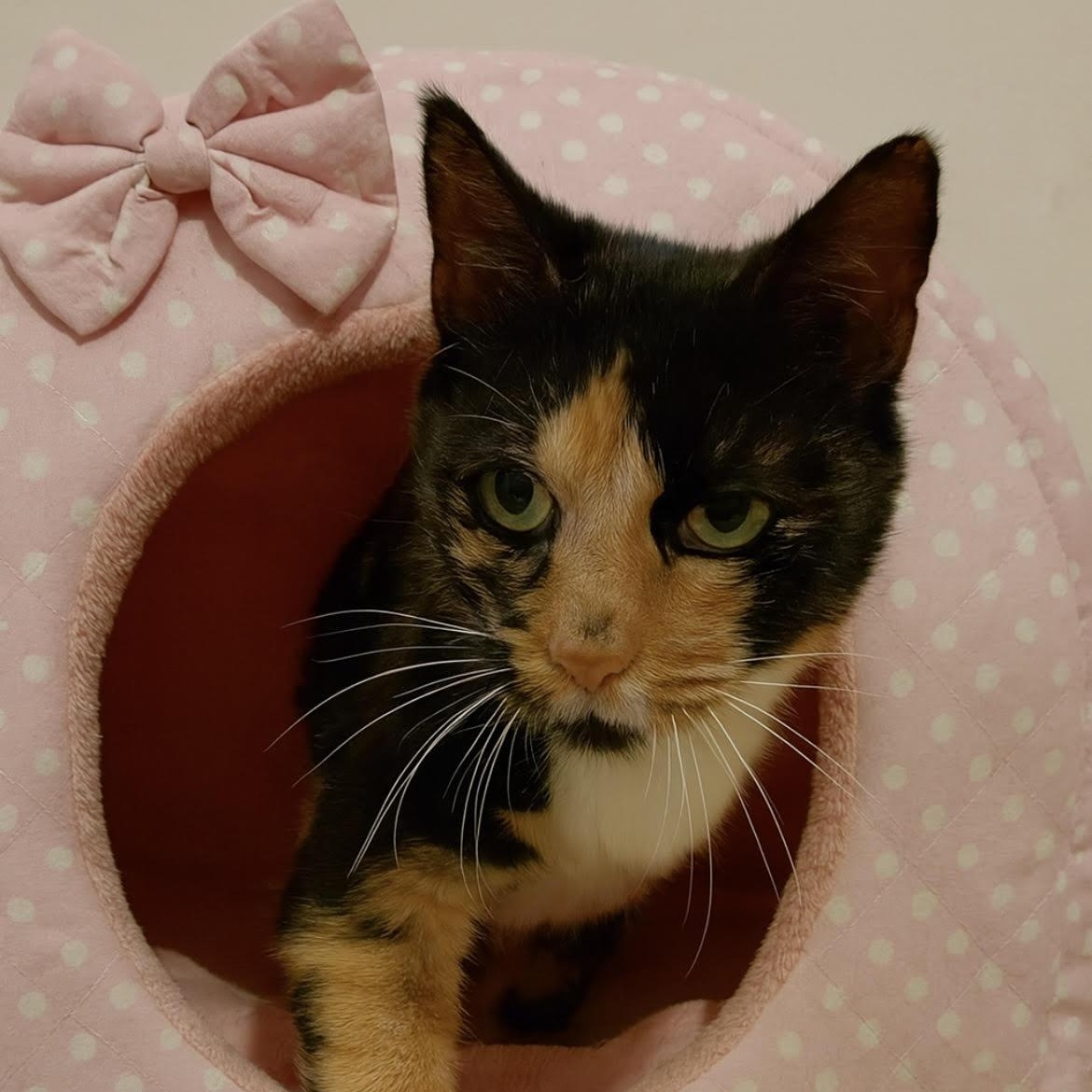 Enlarge Gertrude, a Adoptable mixed breed in Howell, MI image 2/2