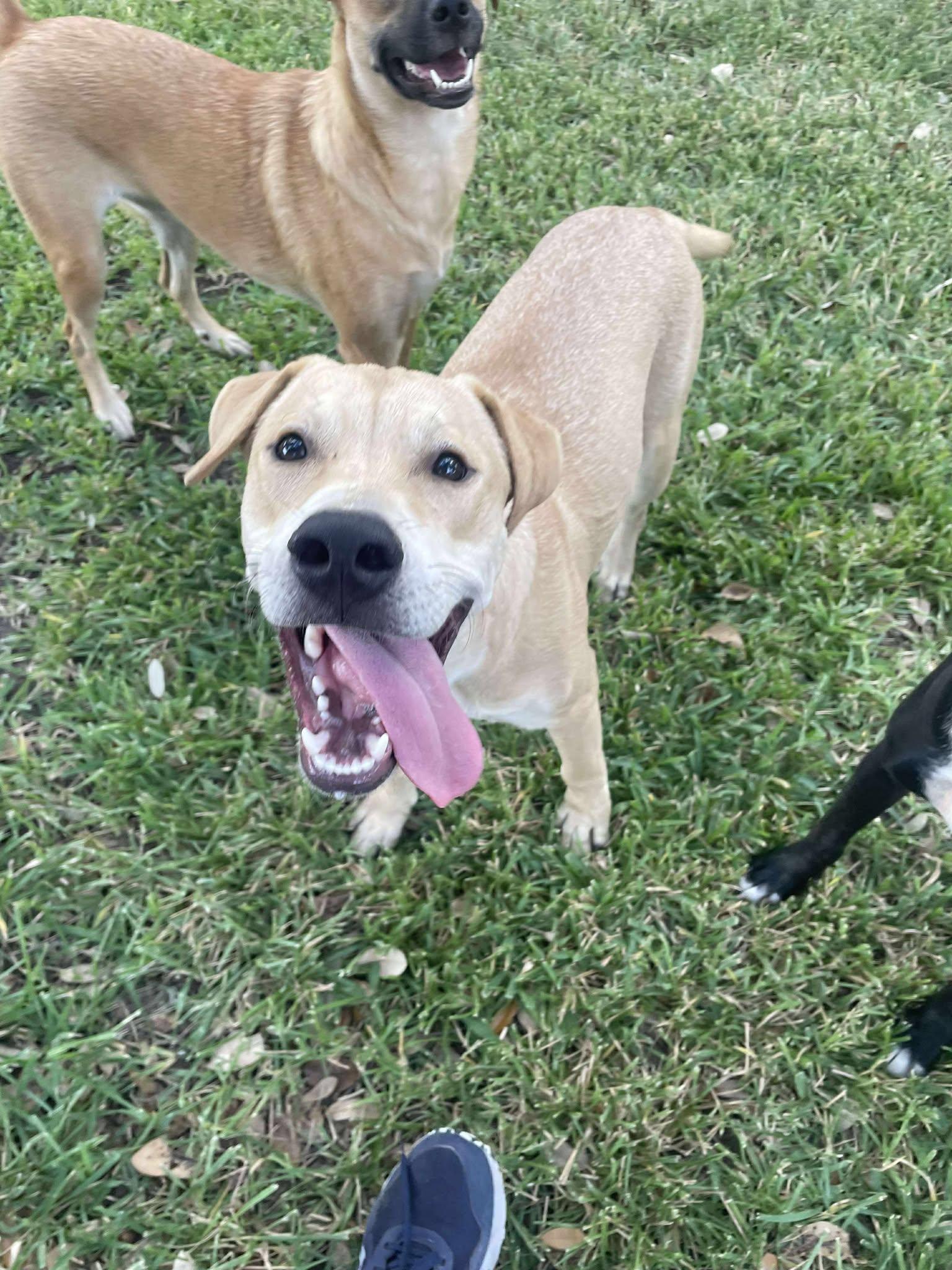 Charlie, Adoptable, Young Male Yellow Labrador Retriever & Terrier.