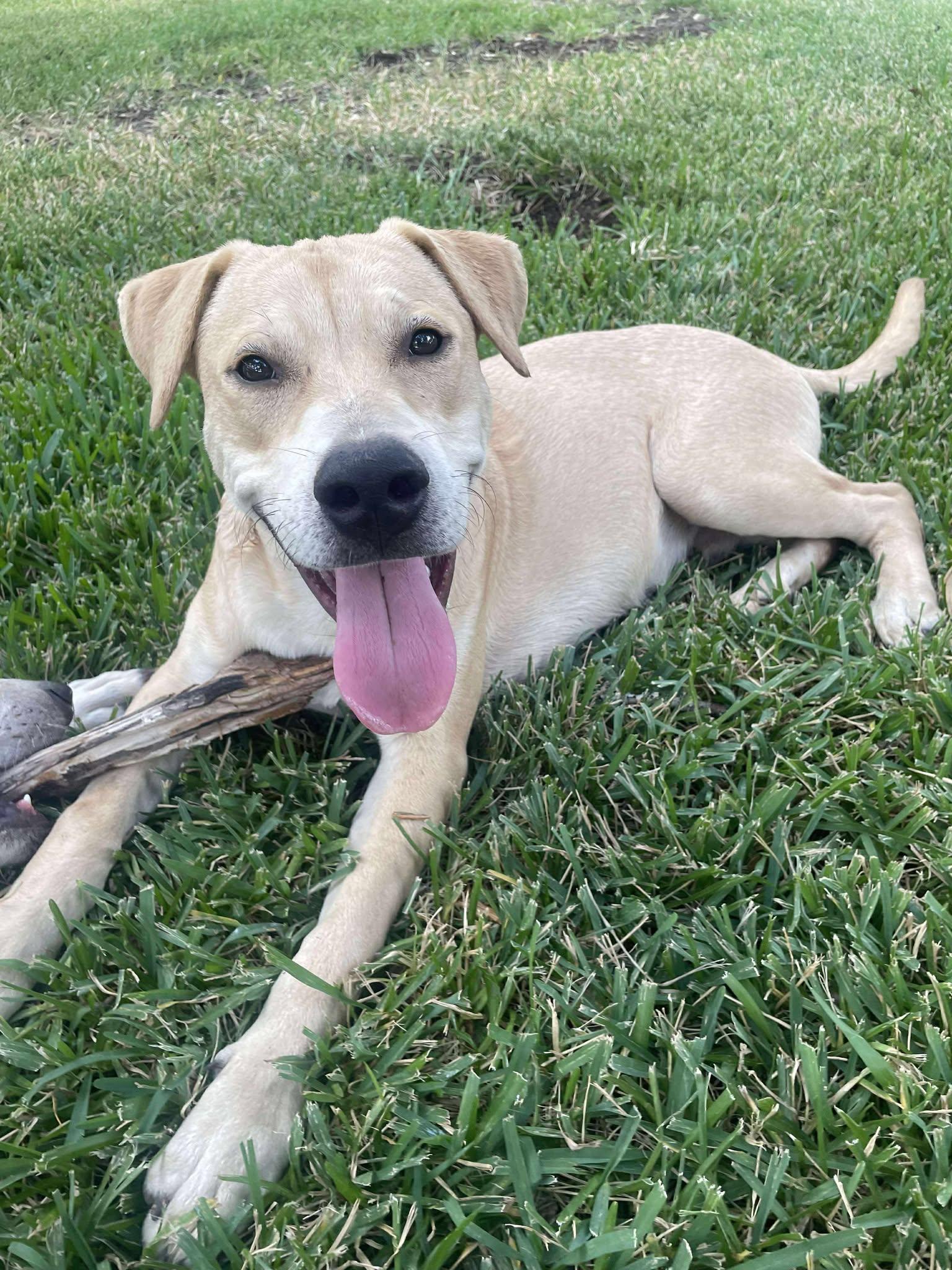 Enlarge  Charlie, a Adoptable mixed breed in Georgetown, TX image 4/6