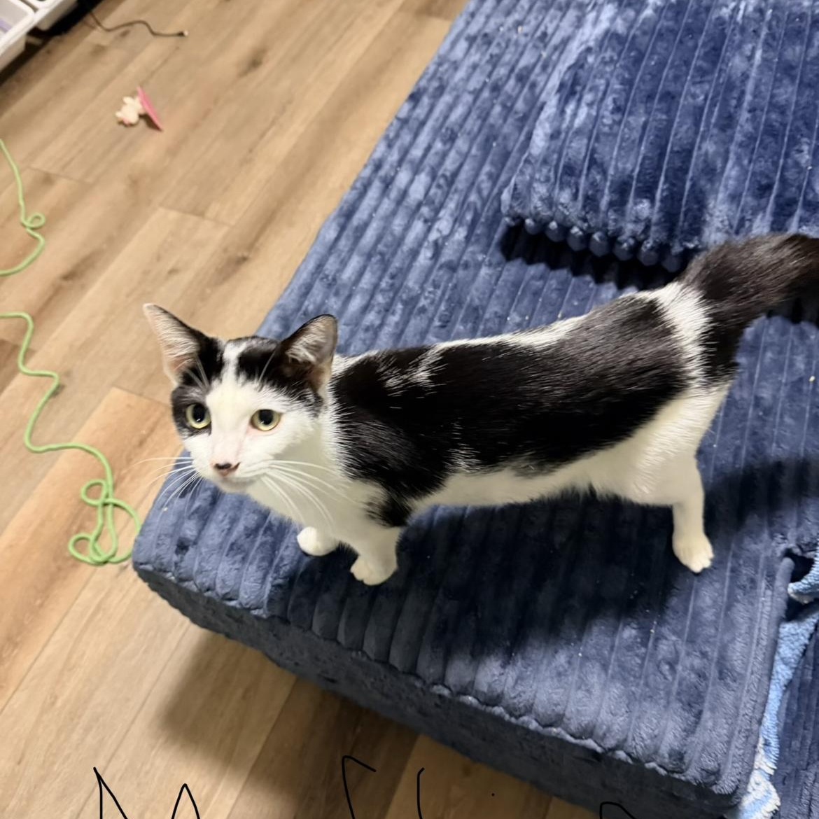 Muffin, Adoptable, Adult Female Tuxedo.
