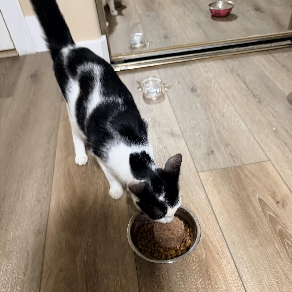 Enlarge Muffin, a Adoptable Tuxedo in Port Saint Lucie, FL image 2/2