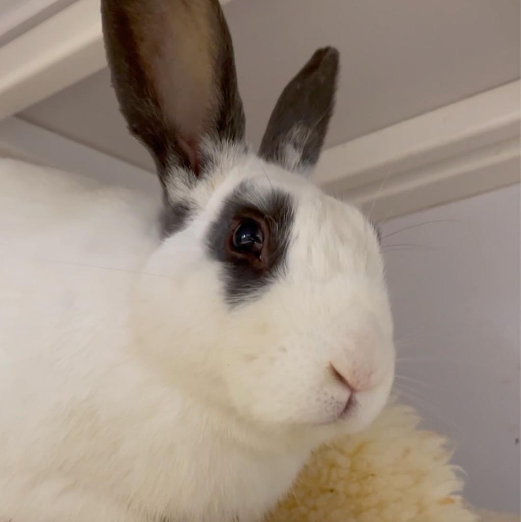Enlarge Belvedere / Strawberry, a Adoptable Bunny Rabbit in San Francisco, CA image 1/6