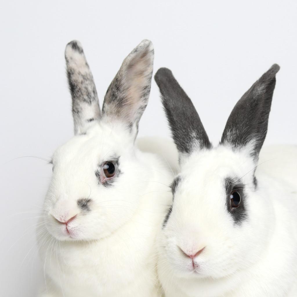 Enlarge Belvedere / Strawberry, a Adoptable Bunny Rabbit in San Francisco, CA image 2/6