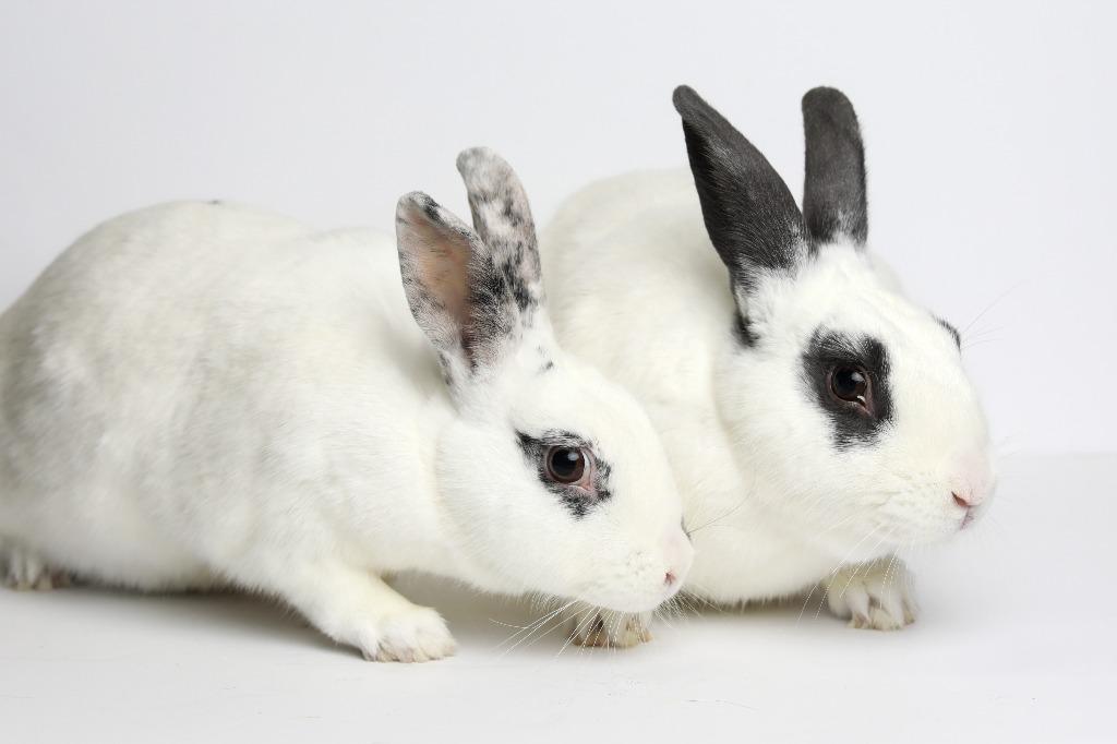 Enlarge Belvedere / Strawberry, a Adoptable Bunny Rabbit in San Francisco, CA image 3/6