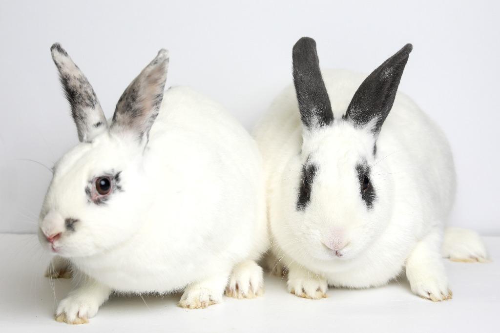 Enlarge Belvedere / Strawberry, a Adoptable Bunny Rabbit in San Francisco, CA image 4/6