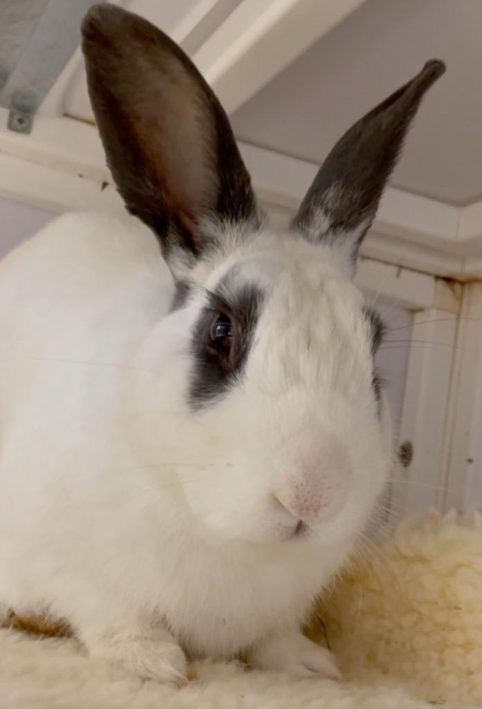 Enlarge Belvedere / Strawberry, a Adoptable Bunny Rabbit in San Francisco, CA image 5/6