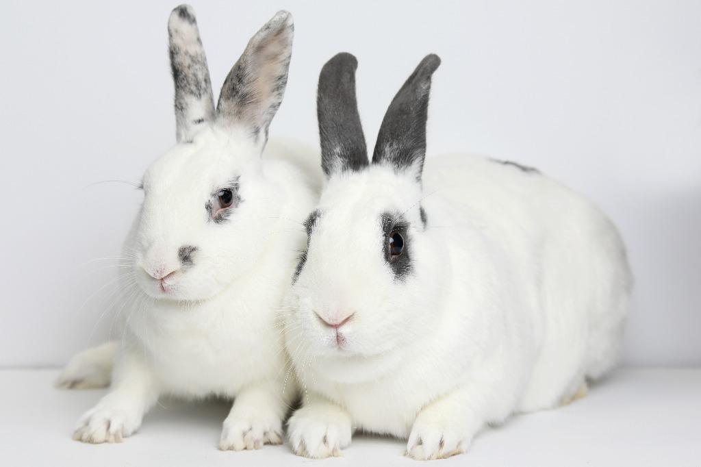 Enlarge Belvedere / Strawberry, a Adoptable Bunny Rabbit in San Francisco, CA image 6/6