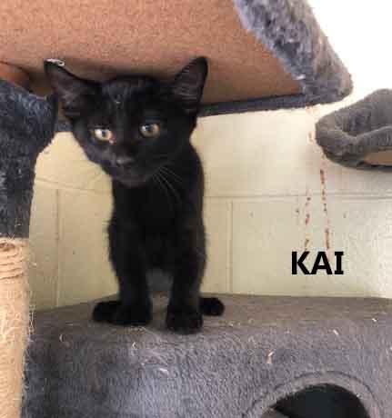 Kai, ADOPTABLE, Kitten Male Domestic Short Hair.