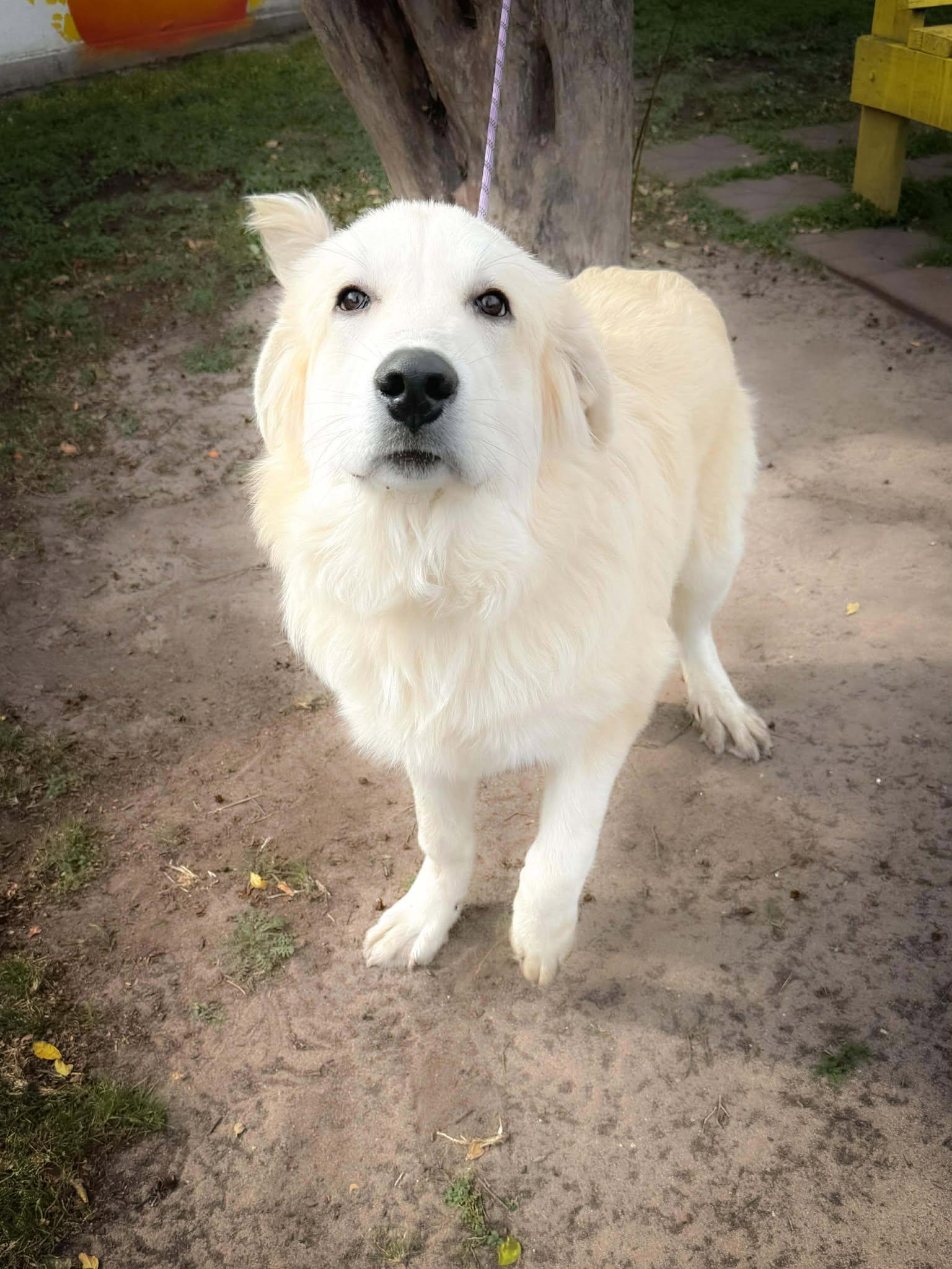 Tanner ATX, Adoptable, Young Male Great Pyrenees.