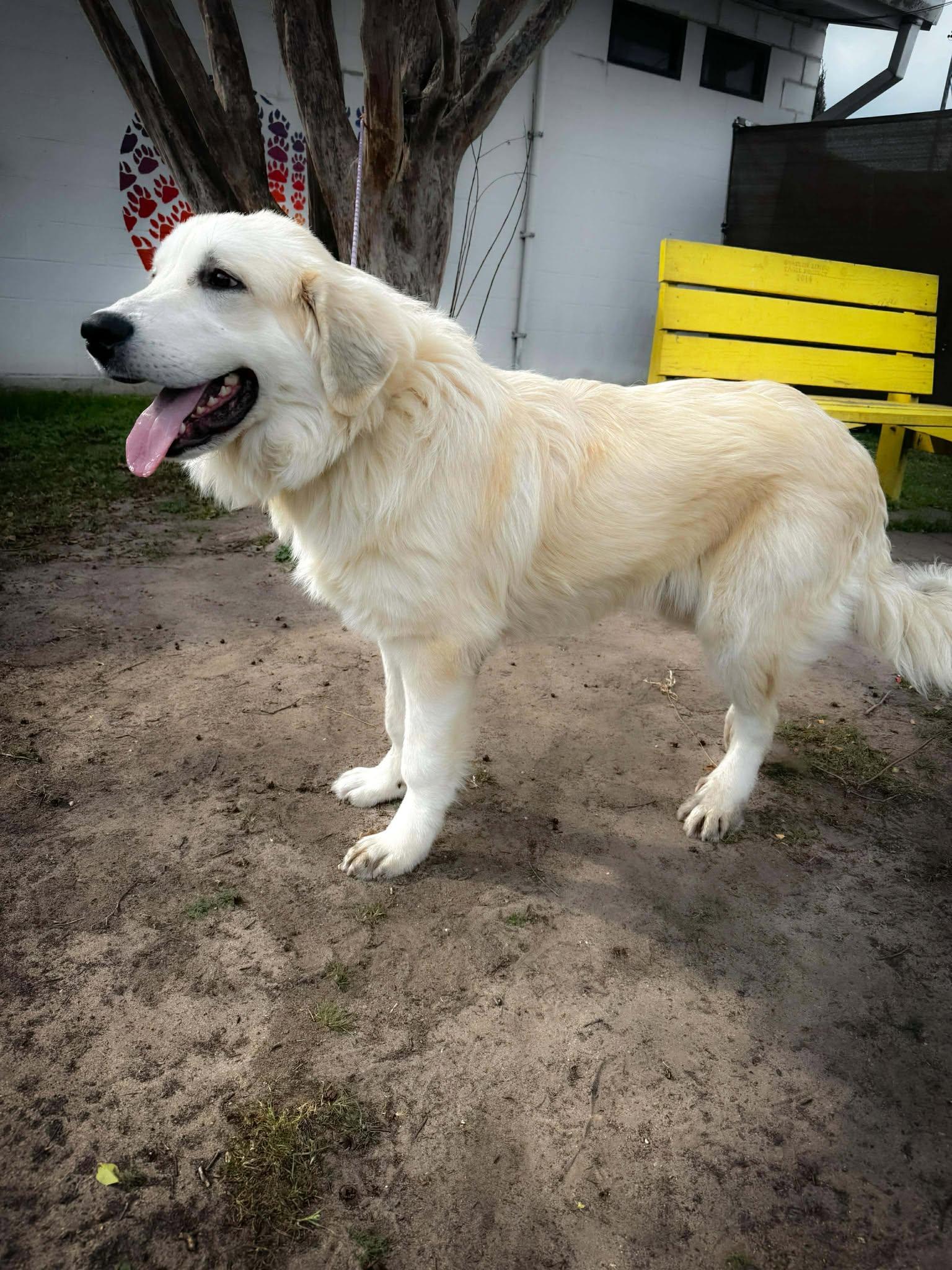 Enlarge Tanner ATX, a Adoptable Great Pyrenees in Quinlan, TX image 2/6