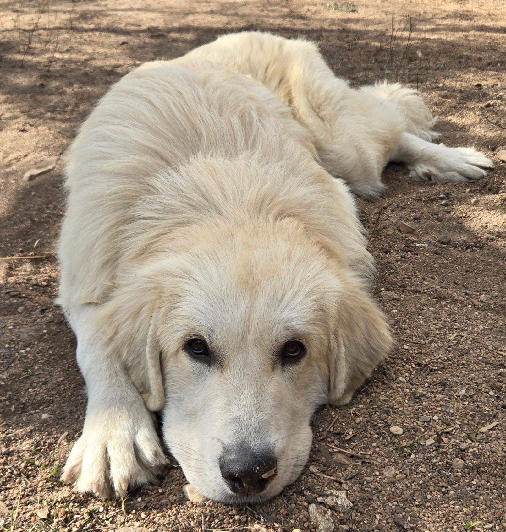 Enlarge Tanner ATX, a Adoptable Great Pyrenees in Quinlan, TX image 3/6