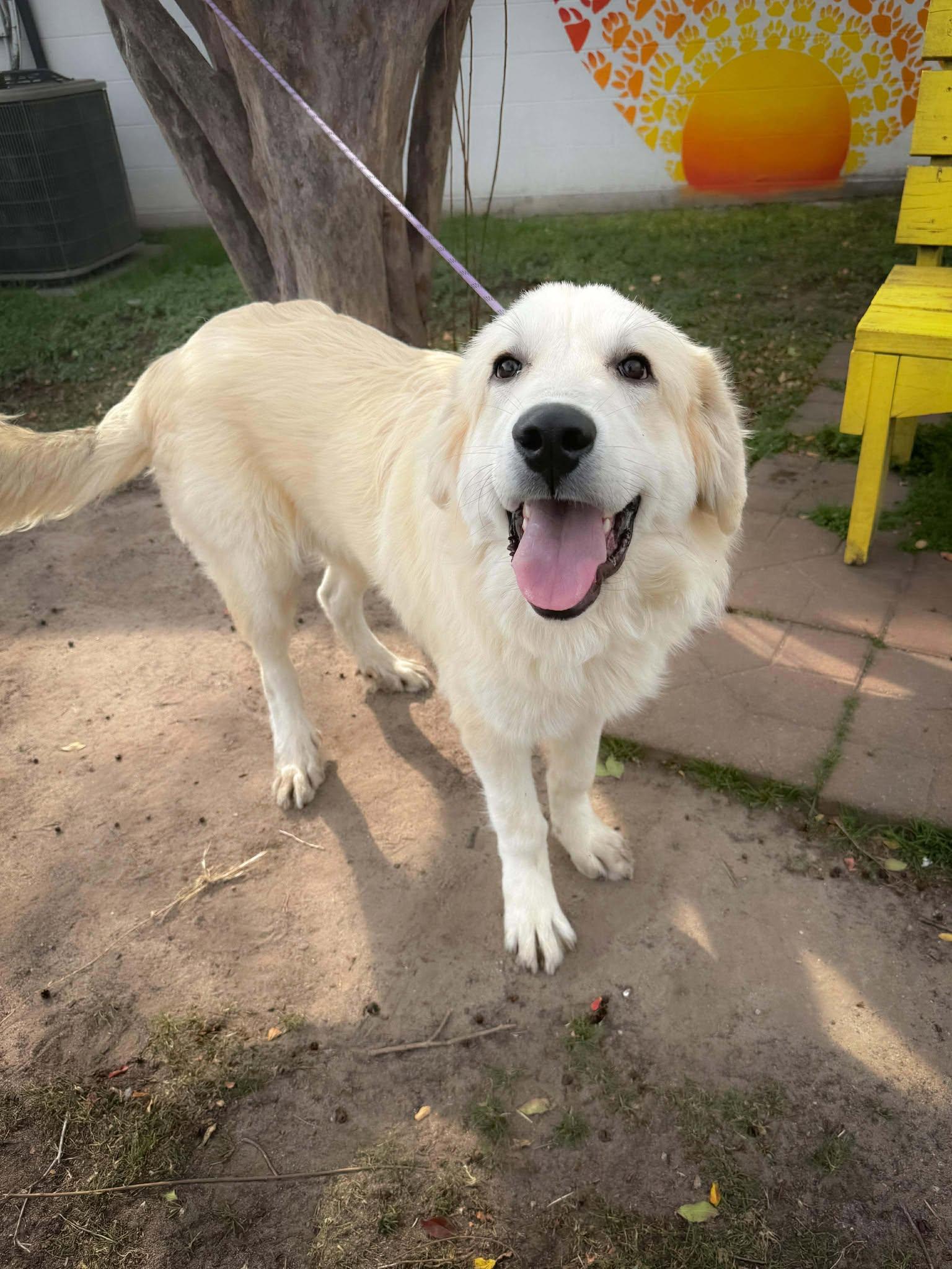 Enlarge Tanner ATX, a Adoptable Great Pyrenees in Quinlan, TX image 4/6