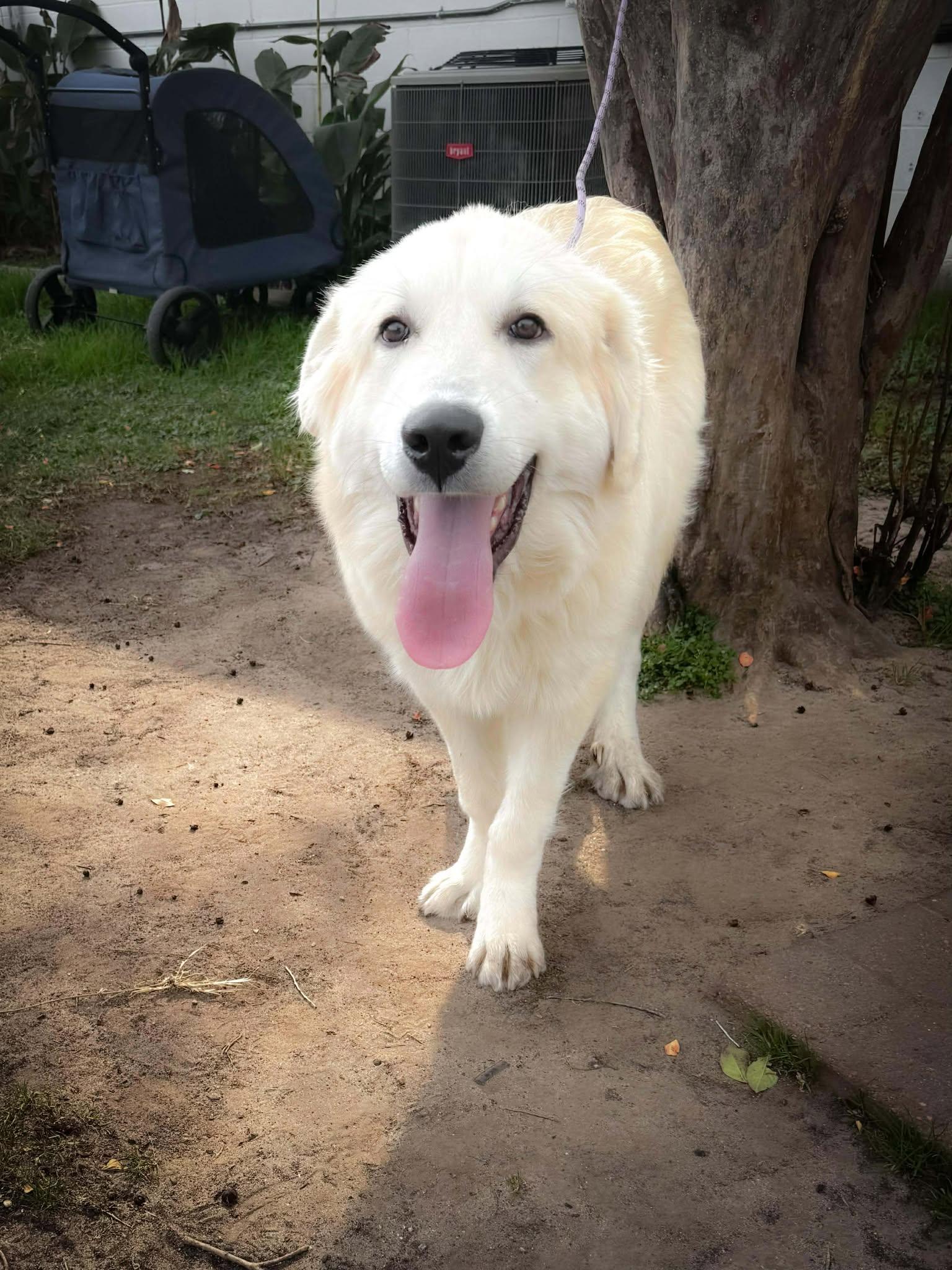 Enlarge Tanner ATX, a Adoptable Great Pyrenees in Quinlan, TX image 5/6