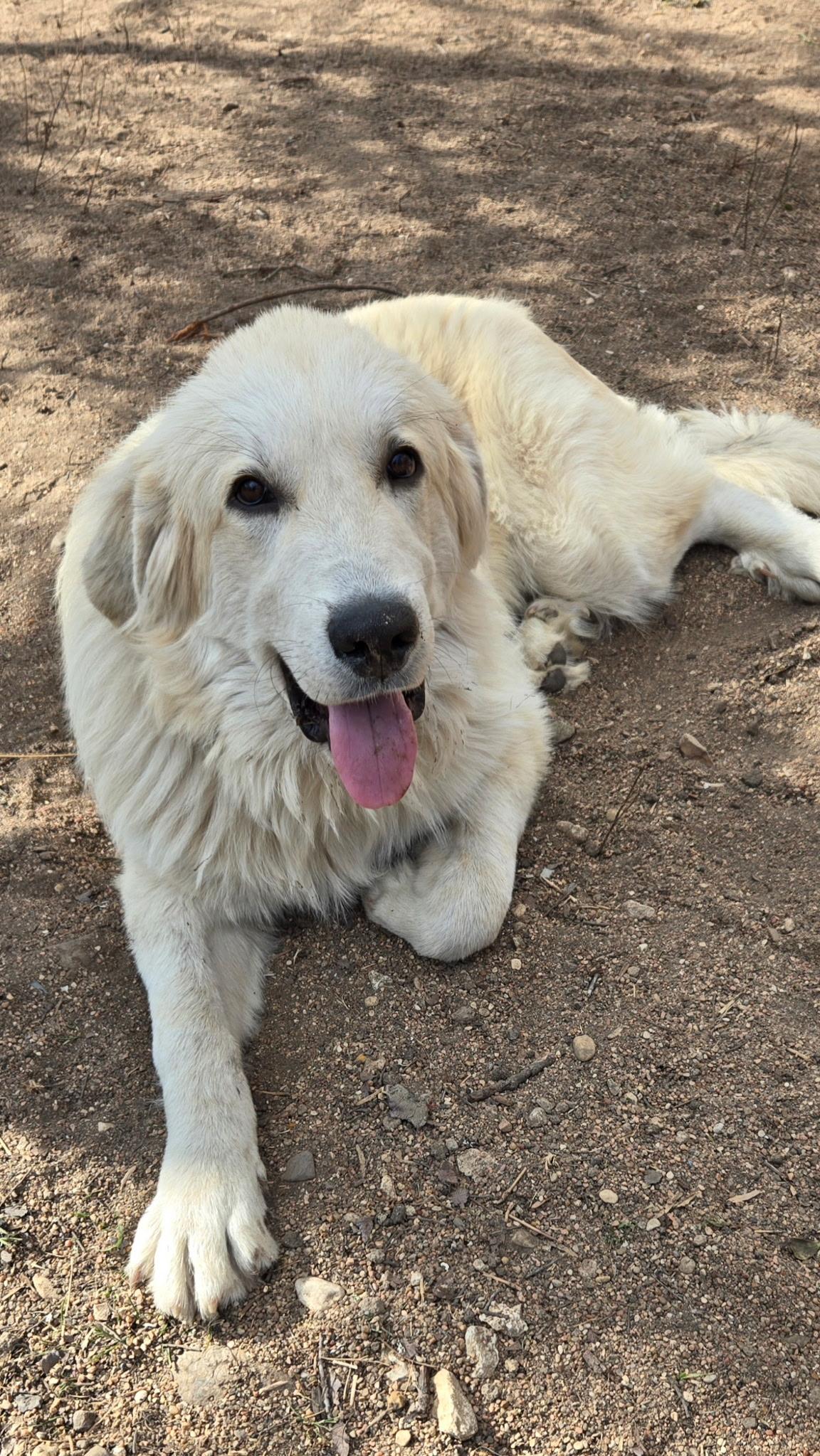 Enlarge Tanner ATX, a Adoptable Great Pyrenees in Quinlan, TX image 6/6