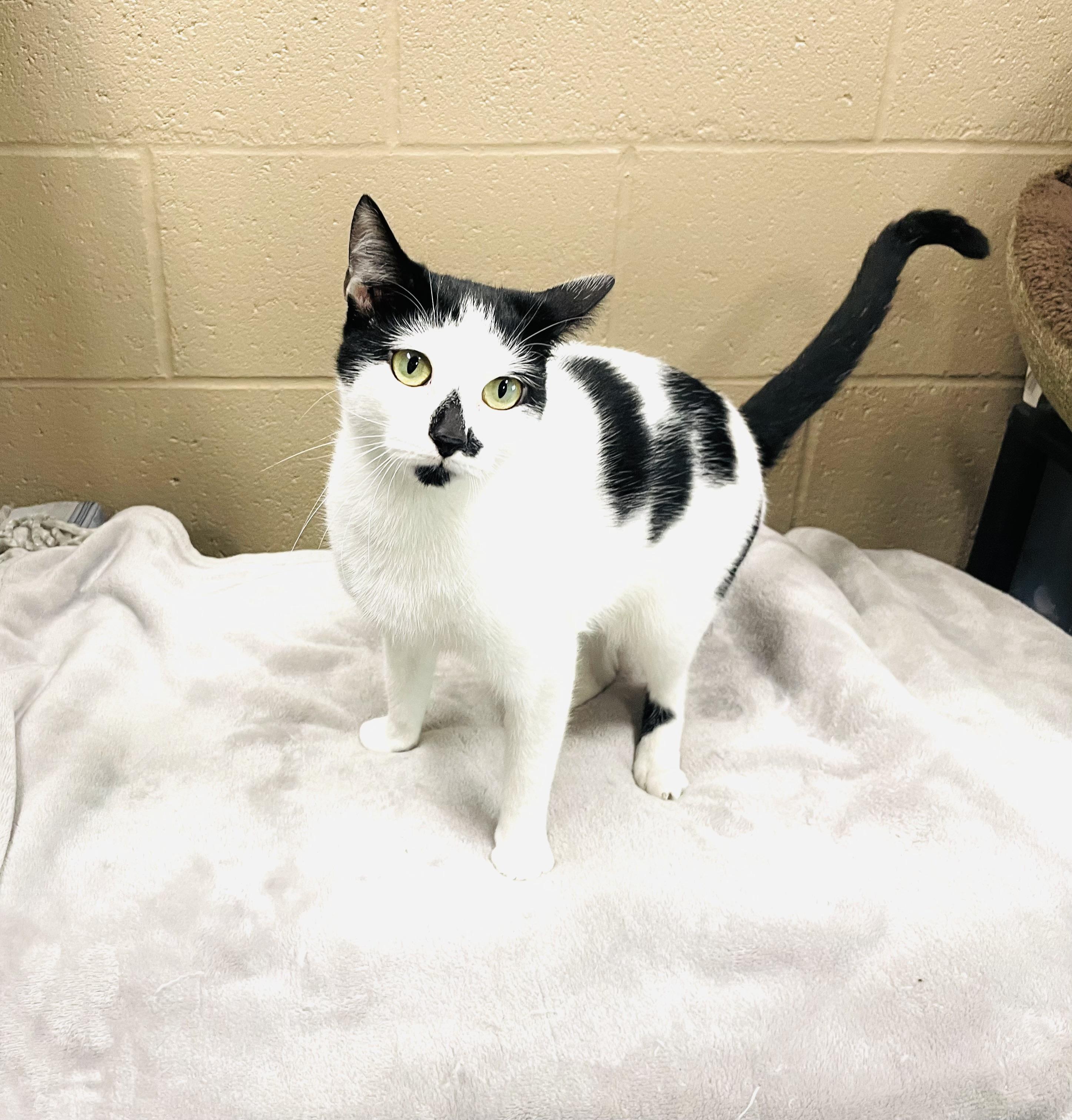 Enlarge Priya, an adoptable mixed breed in Seabrook, TX image 2/5