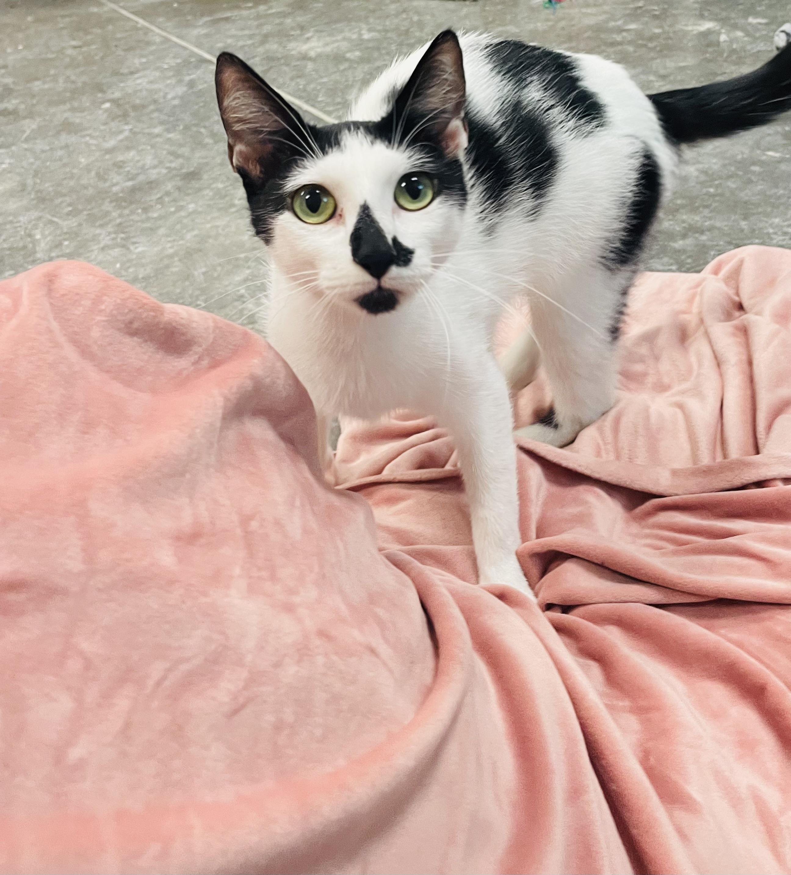 Priya, Adult Female Domestic Short Hair