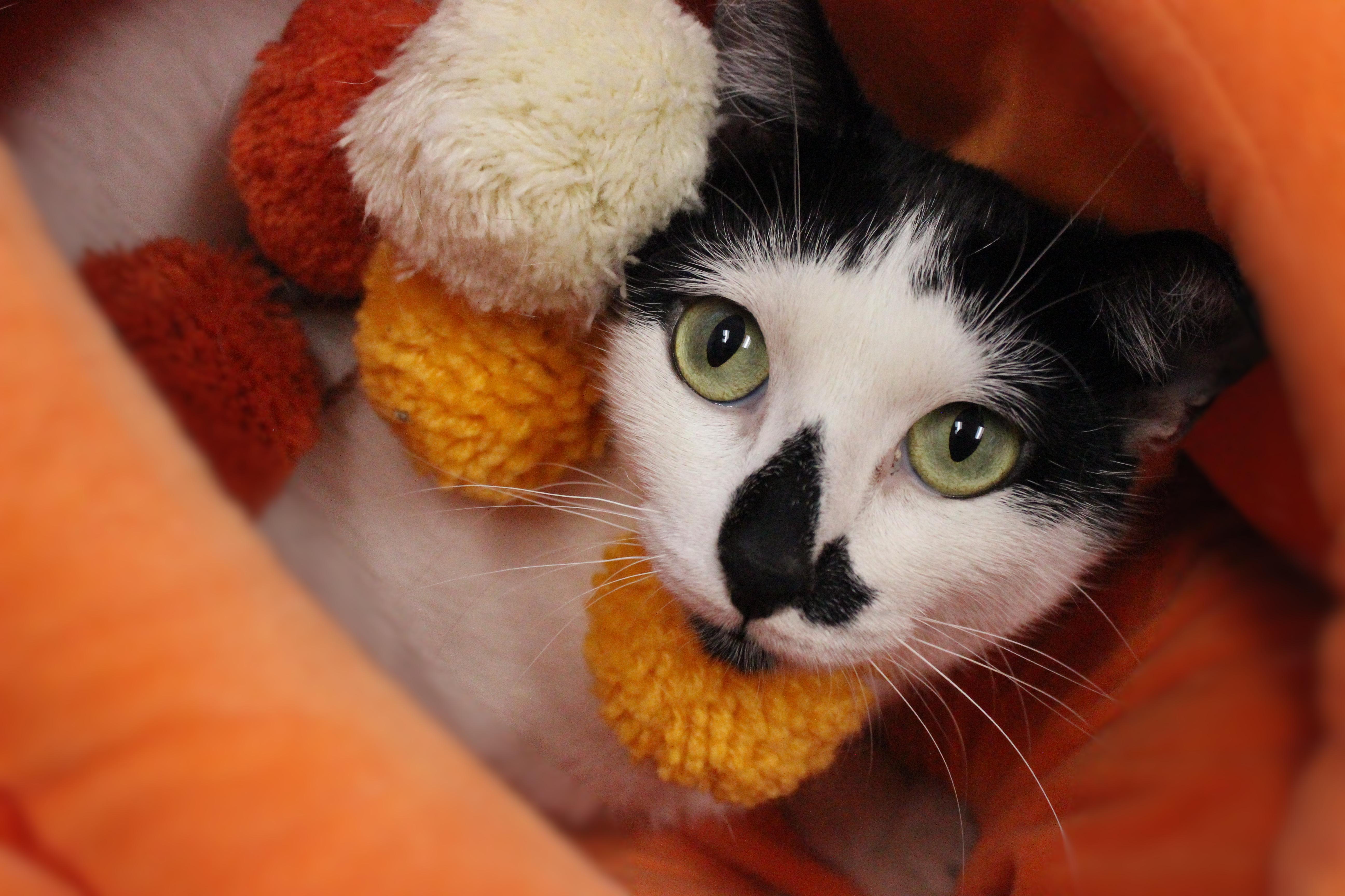 Enlarge Priya, a Adoptable mixed breed in Seabrook, TX image 1/5