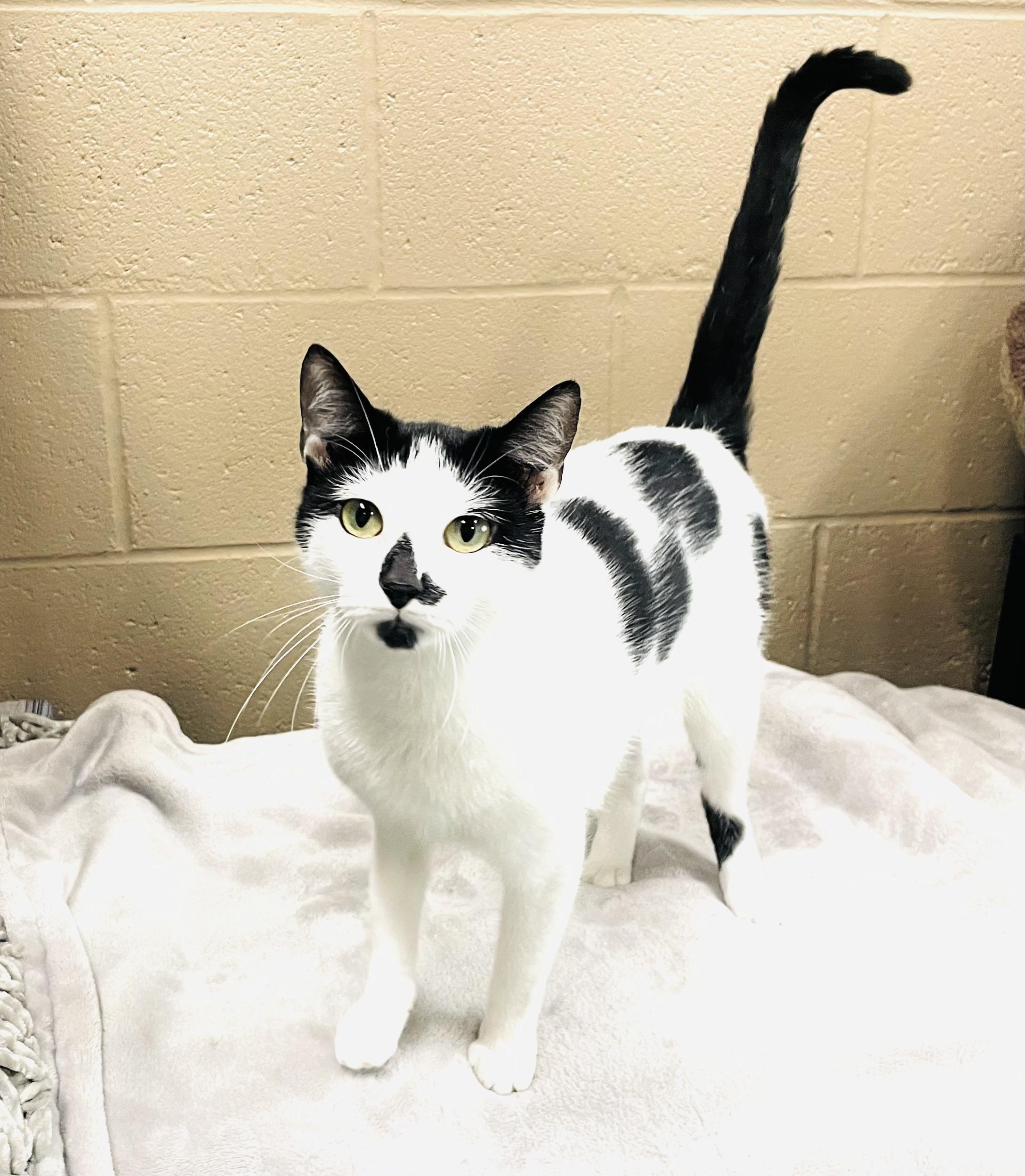 Enlarge Priya, an adoptable mixed breed in Seabrook, TX image 3/5