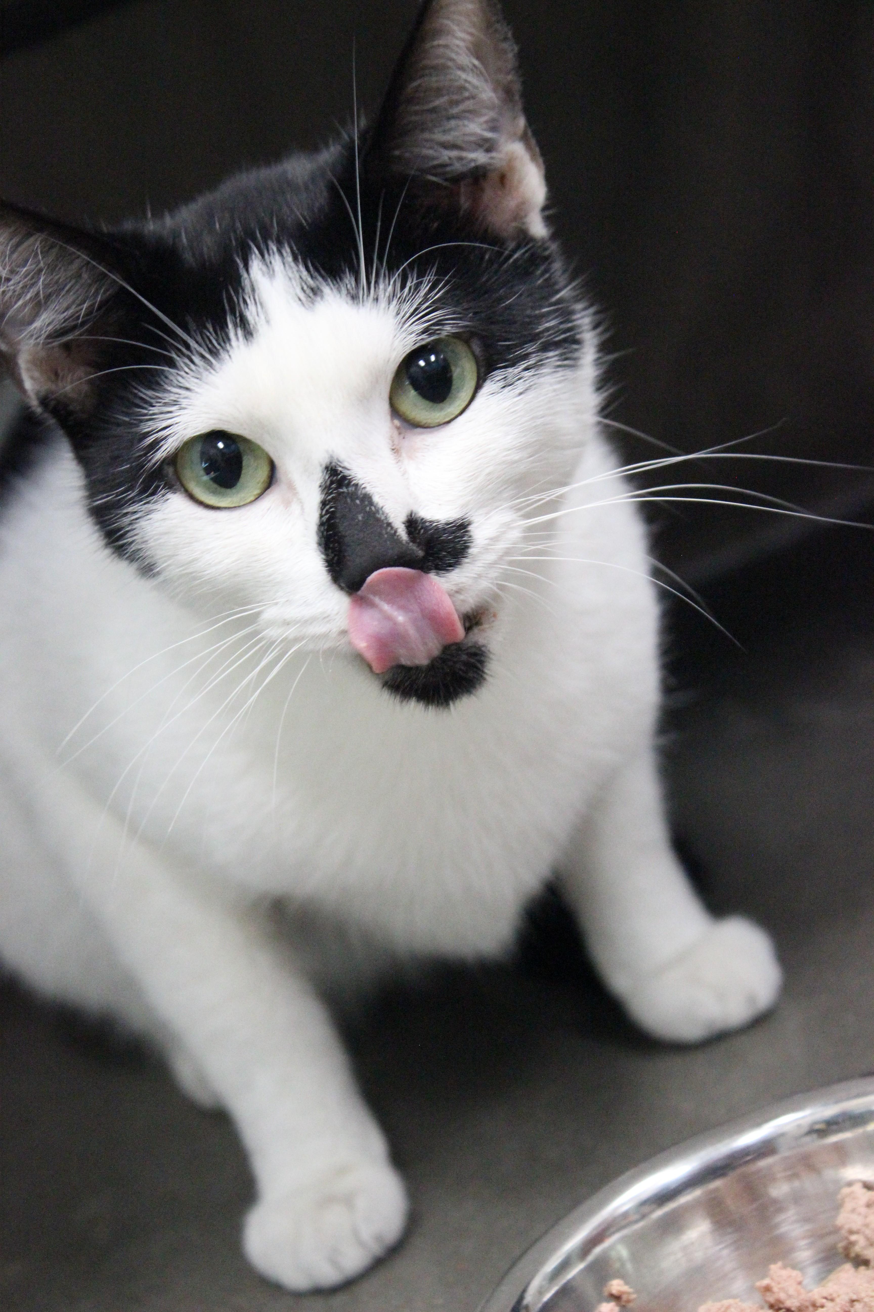 Enlarge Priya, a Adoptable mixed breed in Seabrook, TX image 2/5