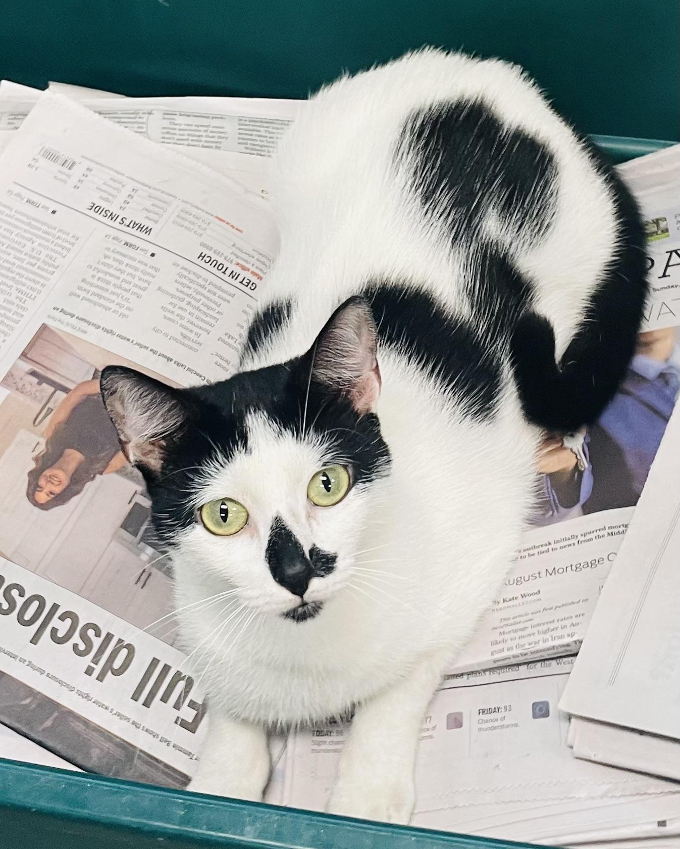 Enlarge Priya, a Adoptable mixed breed in Seabrook, TX image 4/5