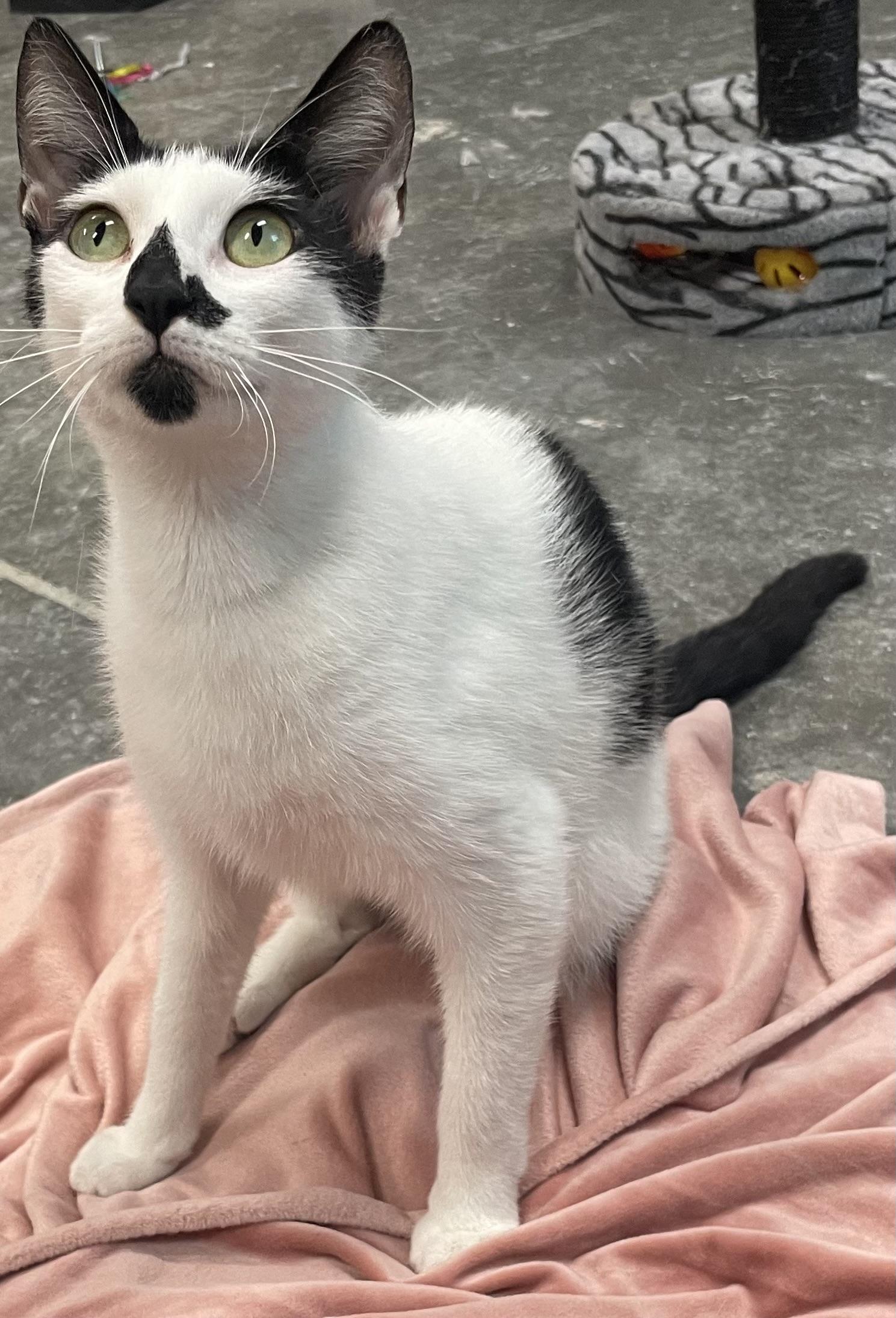 Enlarge Priya, an adoptable mixed breed in Seabrook, TX image 5/5