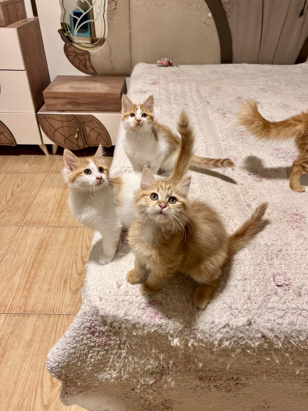 Pelli, Callo and Mina, Furry Balls of Love, Adoptable, Kitten Male Domestic Long Hair.