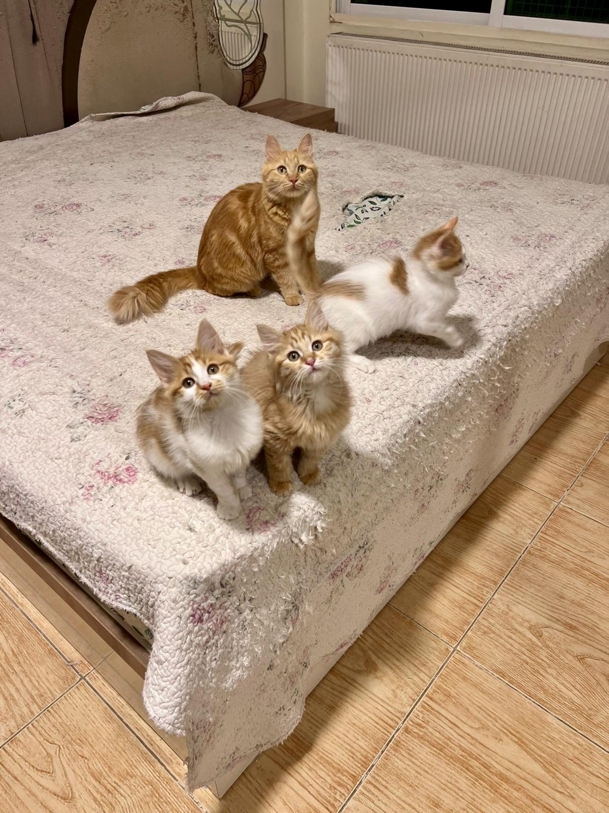 Enlarge Pelli, Callo and Mina, Furry Balls of Love, a Adoptable mixed breed in Somerset, NJ image 4/5