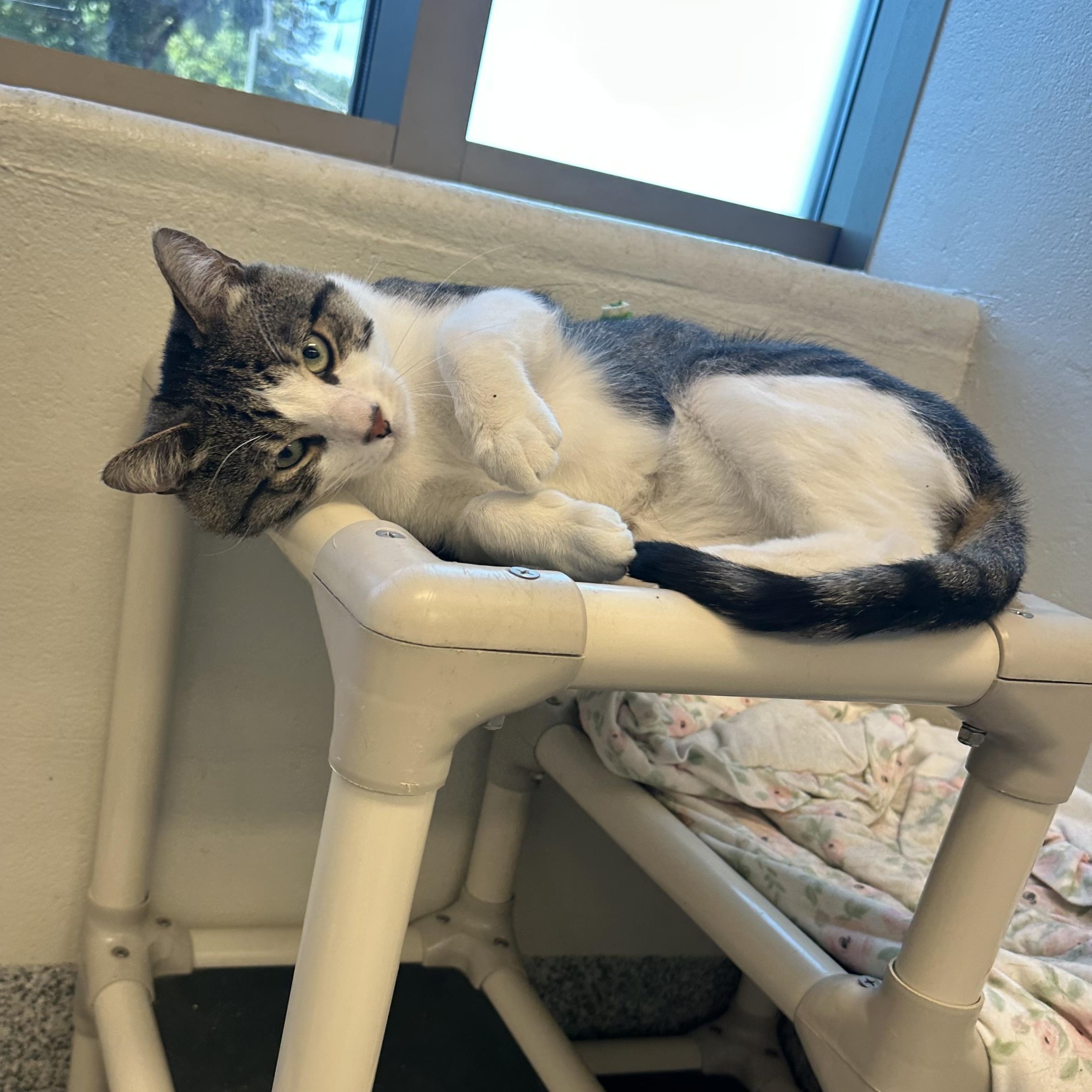 Enlarge Basil (ID 52118), a Adoptable Domestic Short Hair in Manassas, VA image 4/4