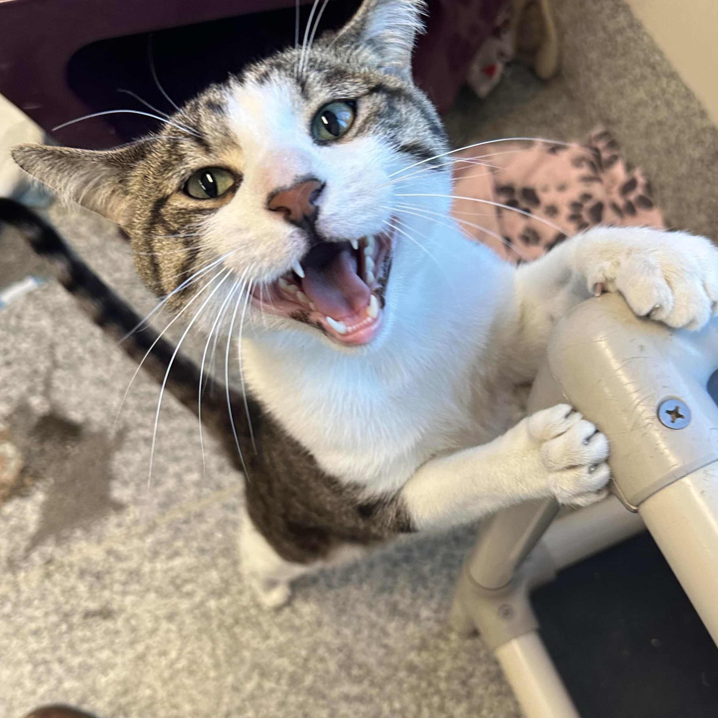 Basil (ID 52118), Adoptable, Young Male Domestic Short Hair.
