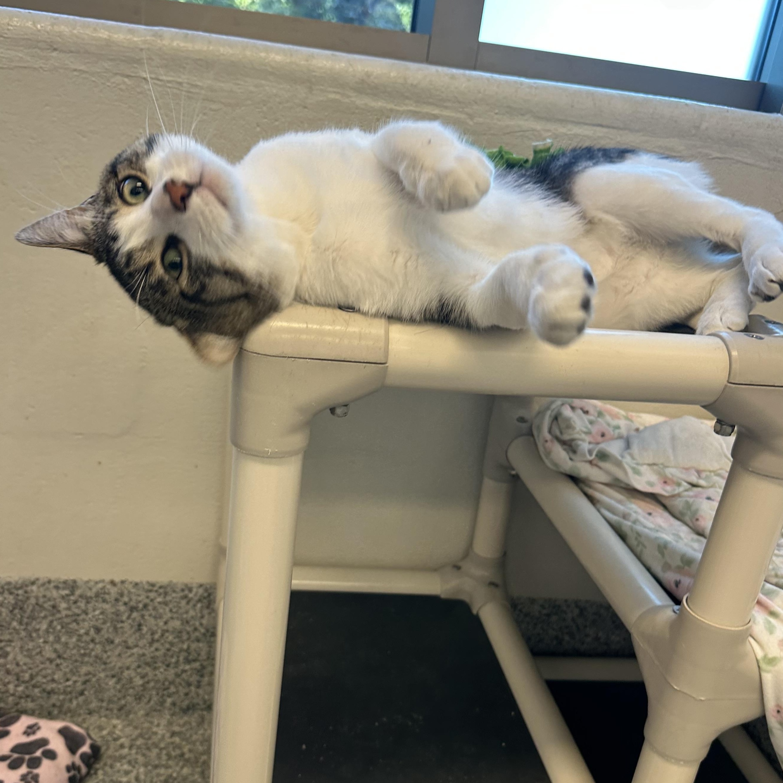 Enlarge Basil (ID 52118), a Adoptable Domestic Short Hair in Manassas, VA image 3/4