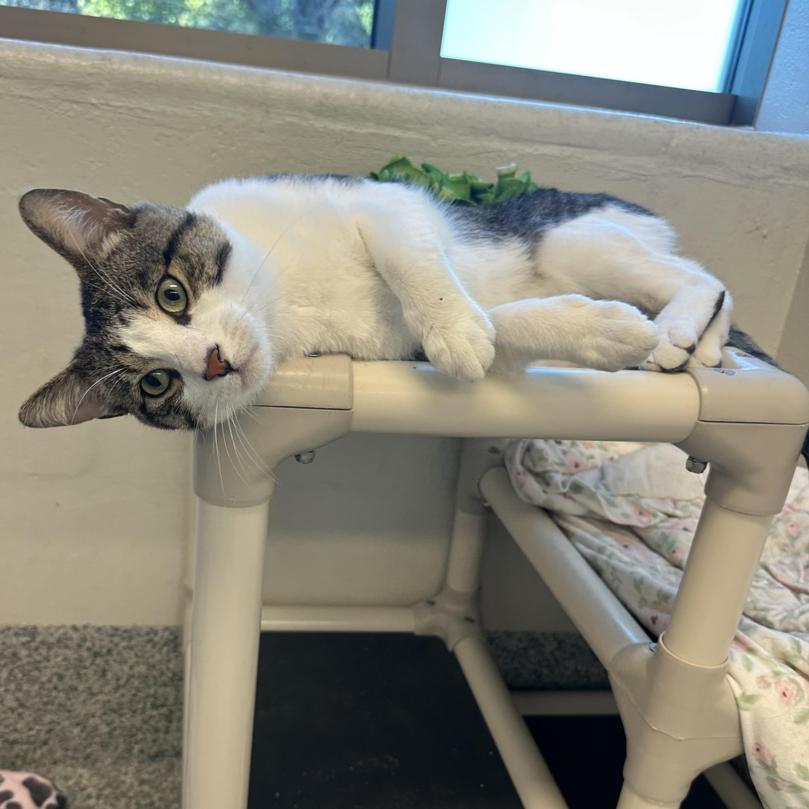 Enlarge Basil (ID 52118), a Adoptable Domestic Short Hair in Manassas, VA image 2/4
