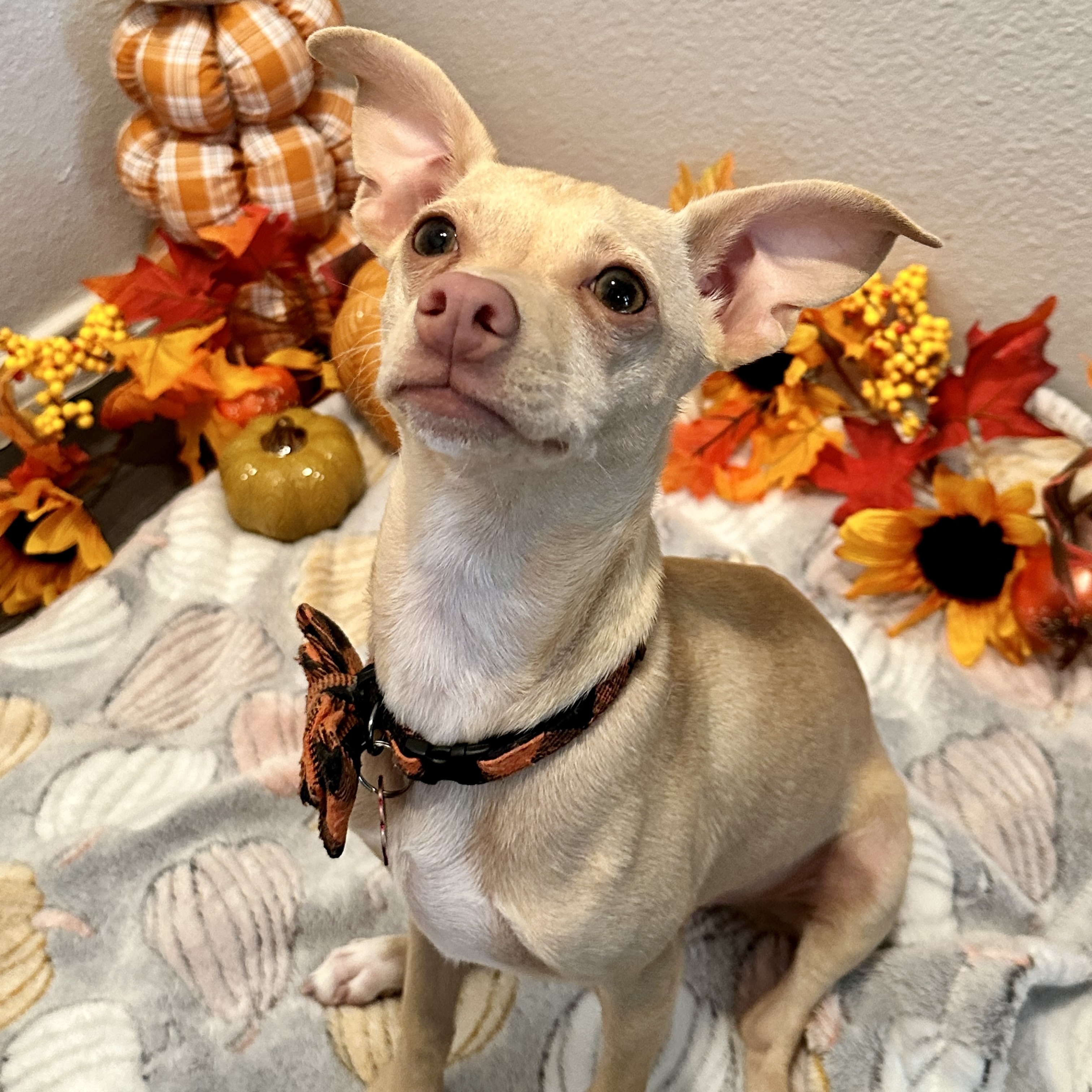 Willis, Adopted, Puppy Male Chihuahua.