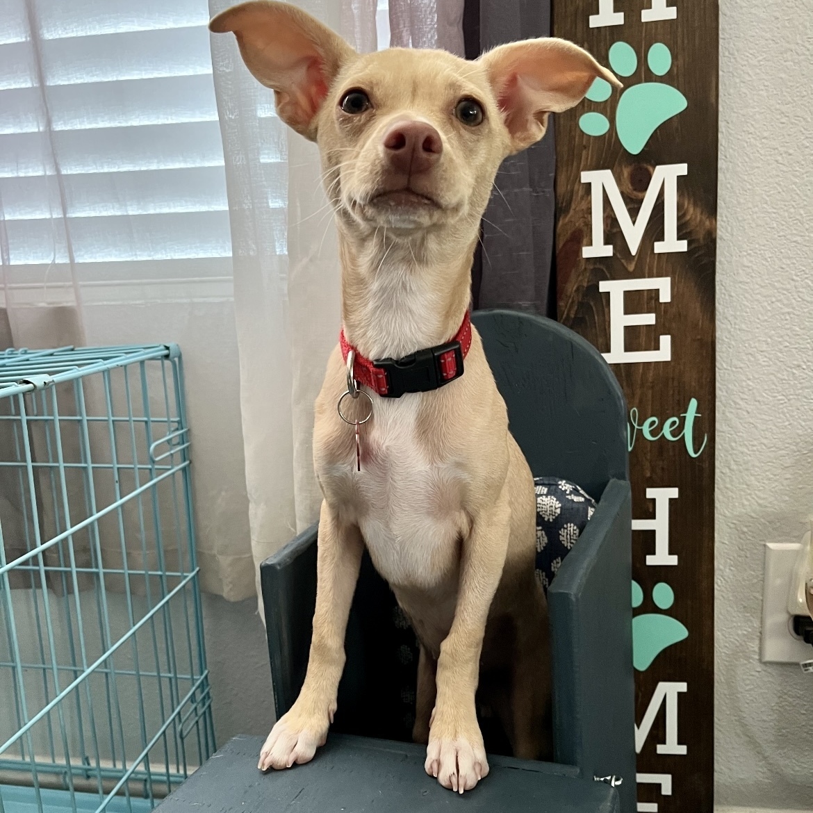 Enlarge Willis, a Adopted mixed breed in Cibolo, TX image 2/2