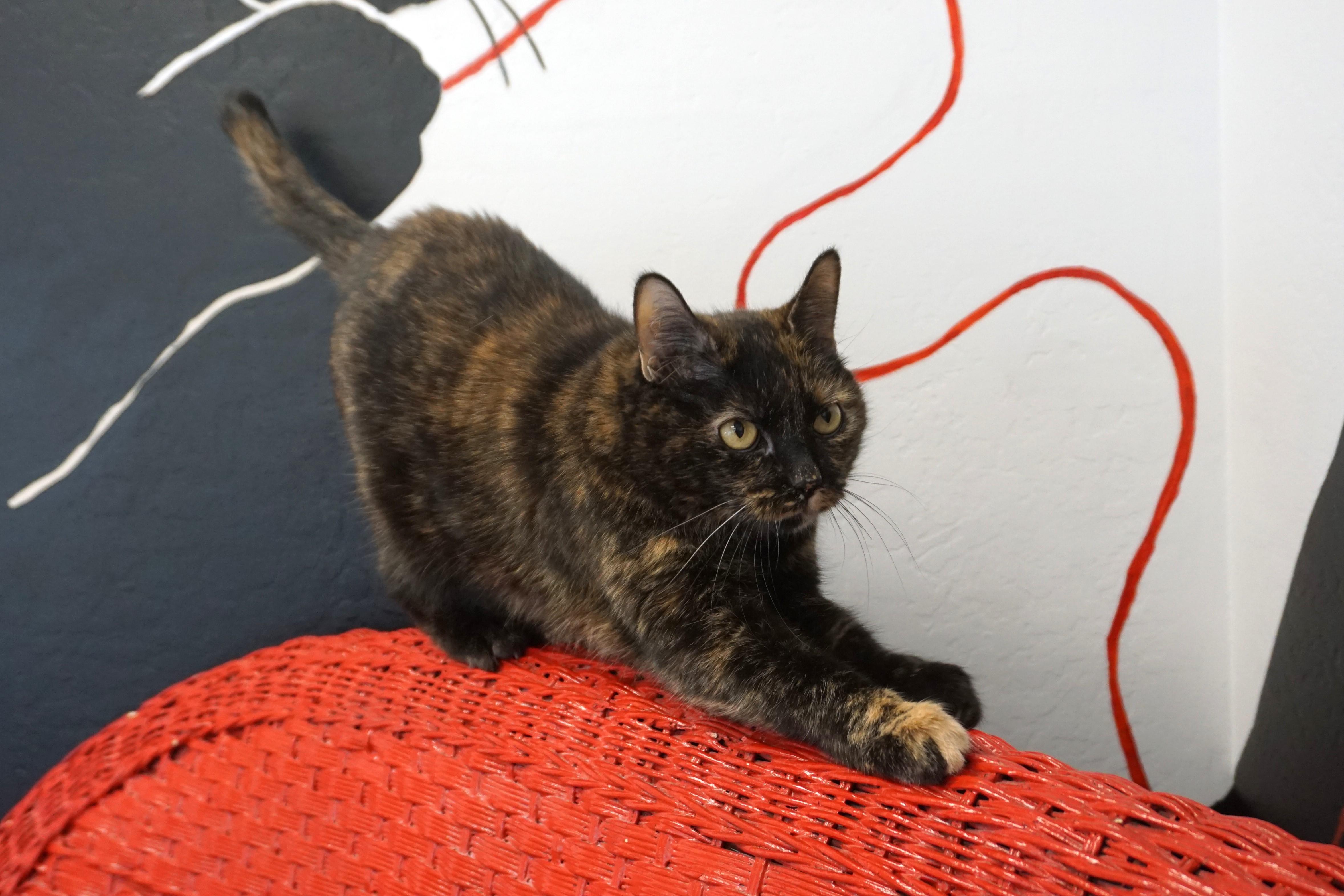 Evie C, a Adoptable Tortoiseshell in Fountain Hills, AZ image 5/5