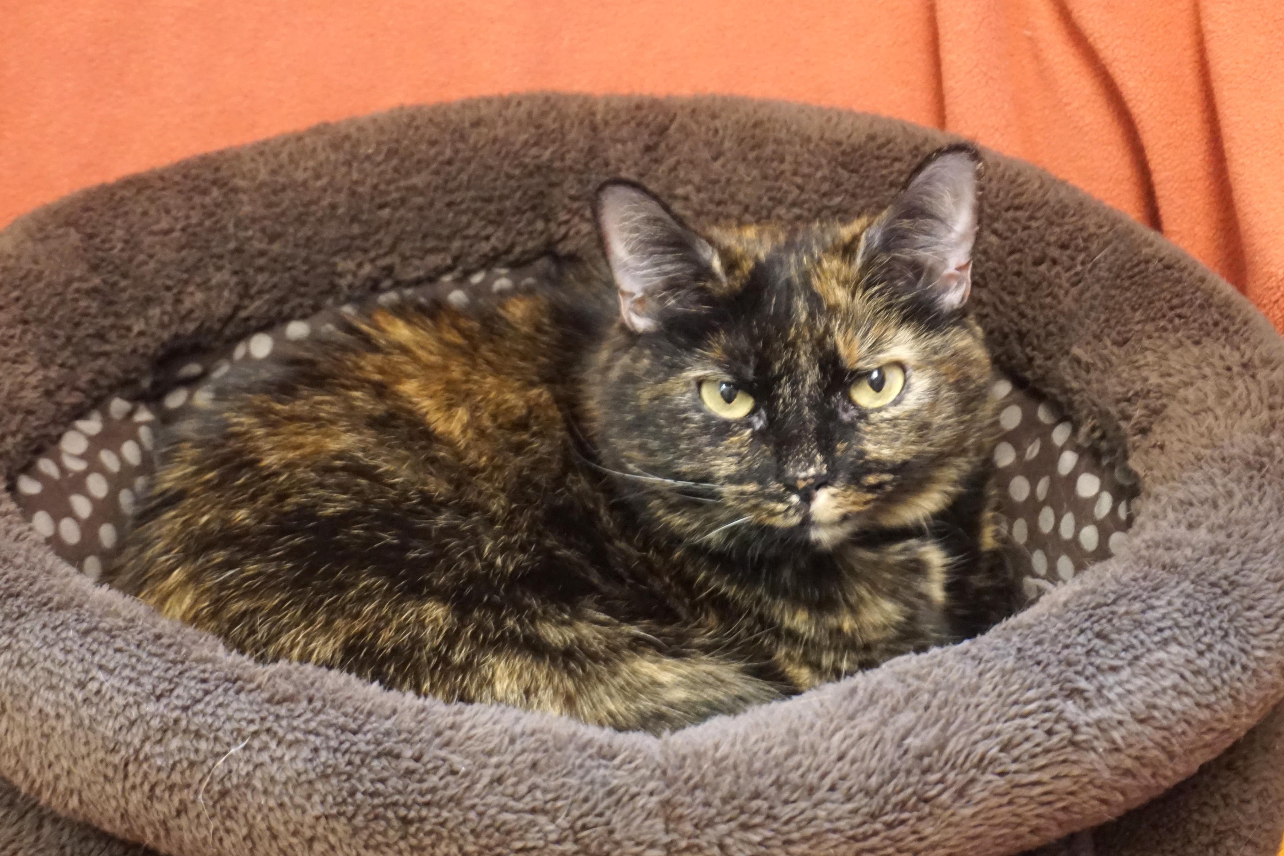 Evie C, a Adoptable Tortoiseshell in Fountain Hills, AZ image 1/5