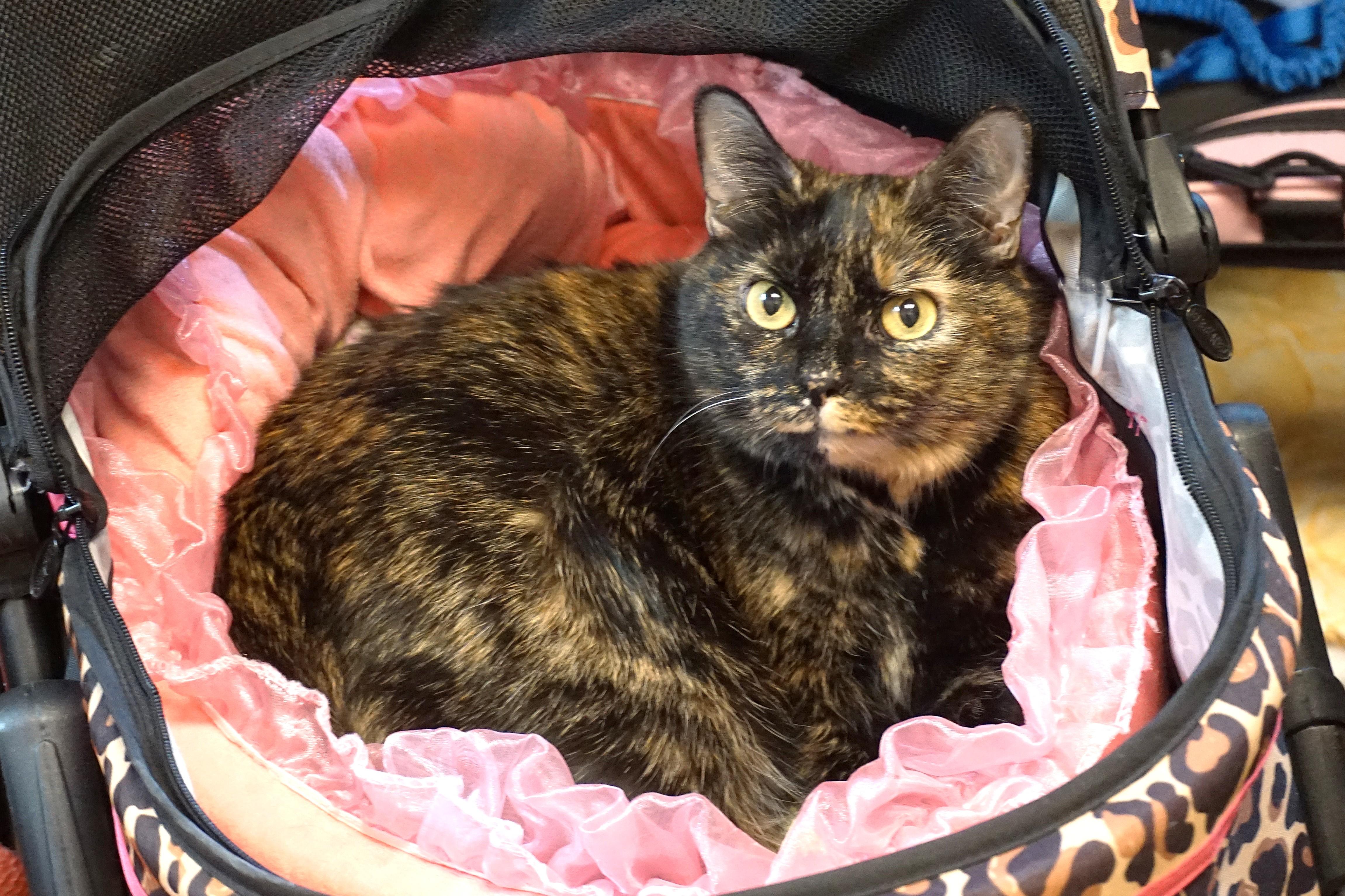 Enlarge Evie C, an adopted Tortoiseshell in Fountain Hills, AZ image 1/6