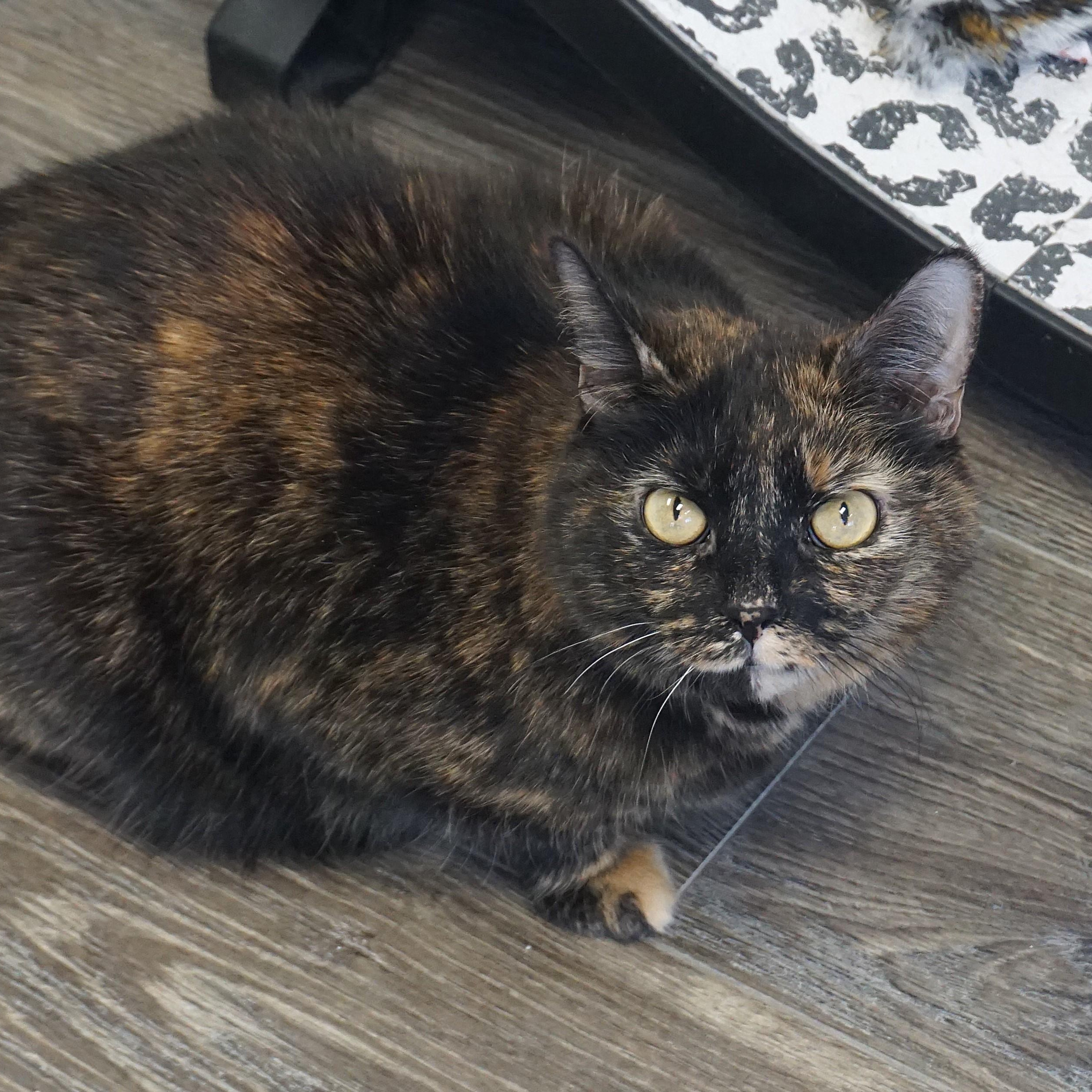 Evie C, a Adoptable Tortoiseshell in Fountain Hills, AZ image 3/5