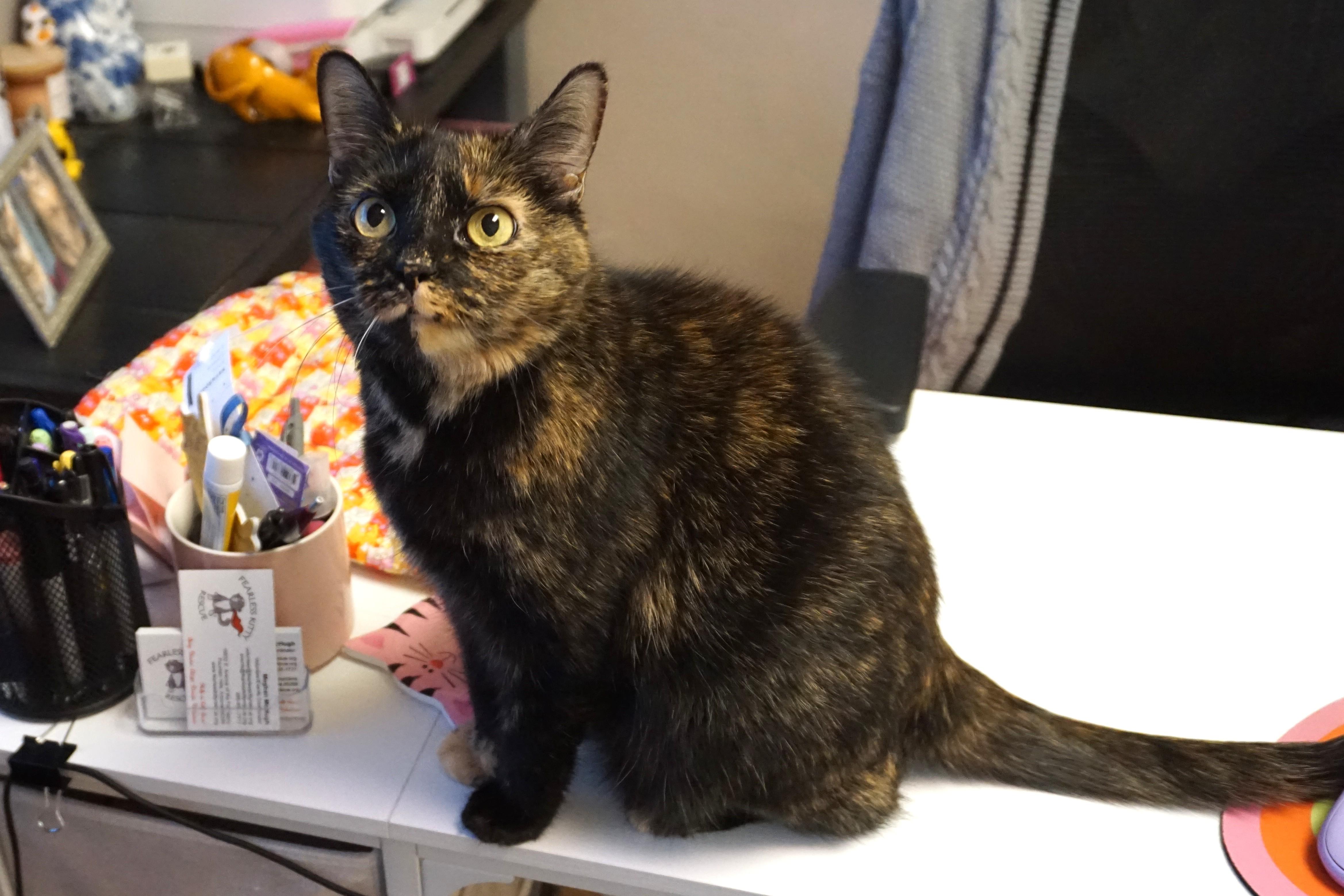 Evie C, a Adoptable Tortoiseshell in Fountain Hills, AZ image 2/5