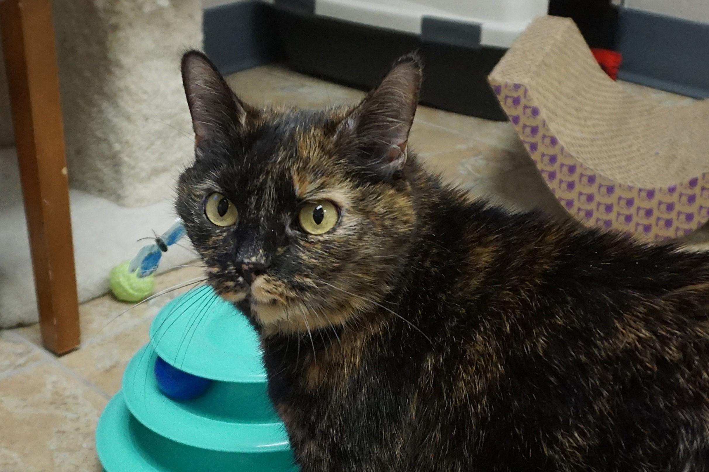 Evie C, a Adoptable Tortoiseshell in Fountain Hills, AZ image 4/5