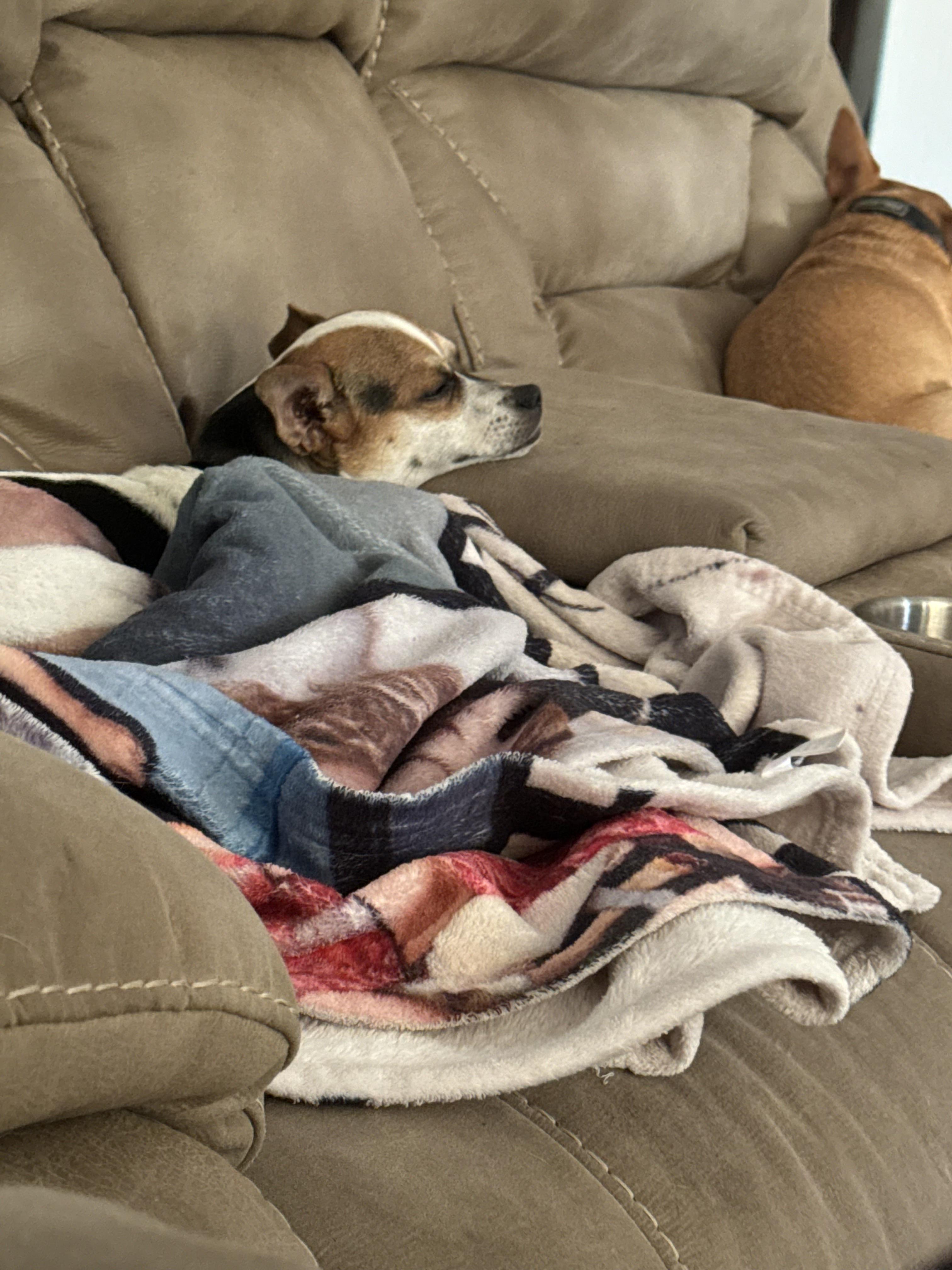 Enlarge Jake II, a Adopted mixed breed in Phoenix, AZ image 2/3