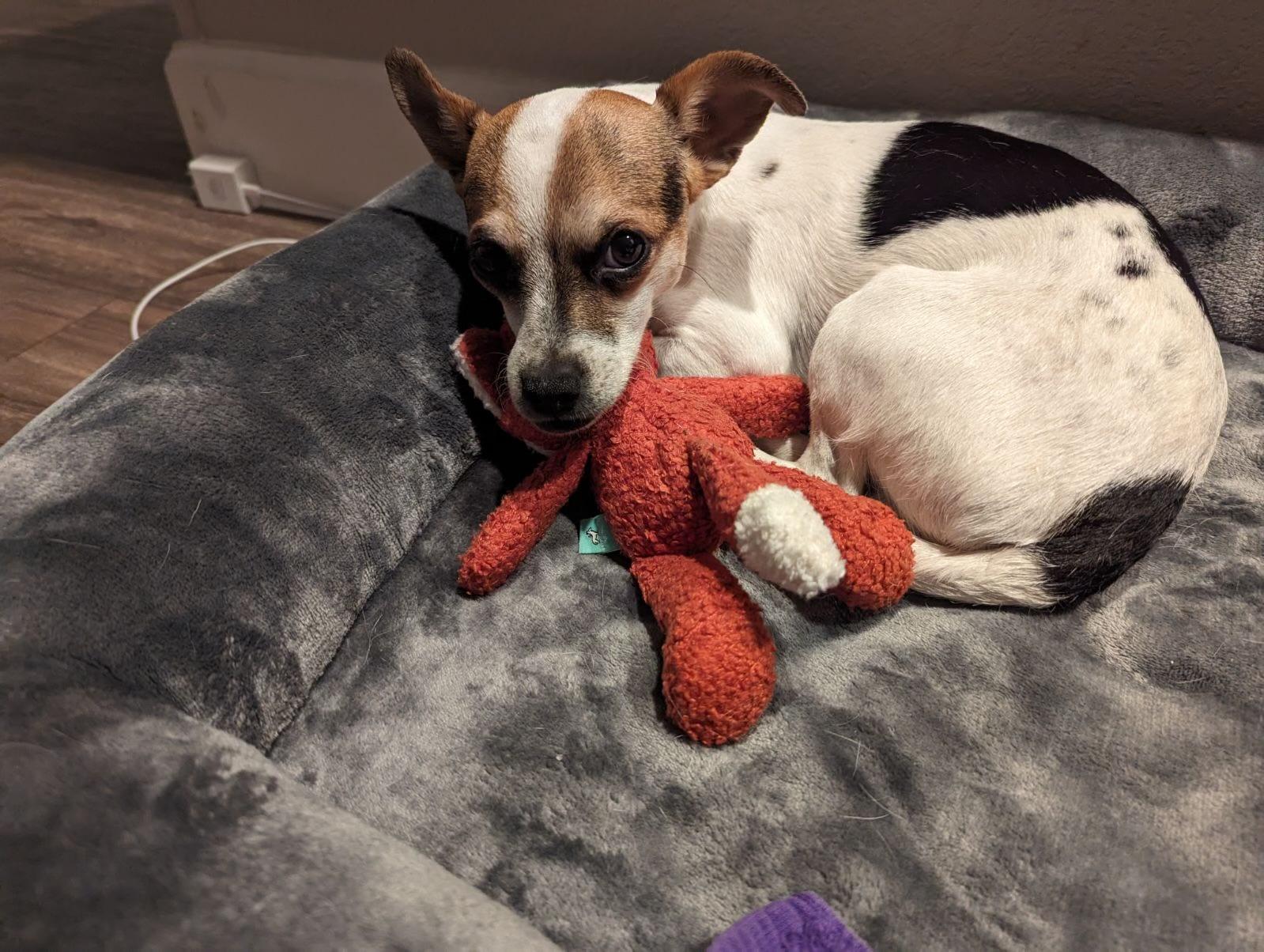 Enlarge Jake II, a Adopted mixed breed in Phoenix, AZ image 3/3