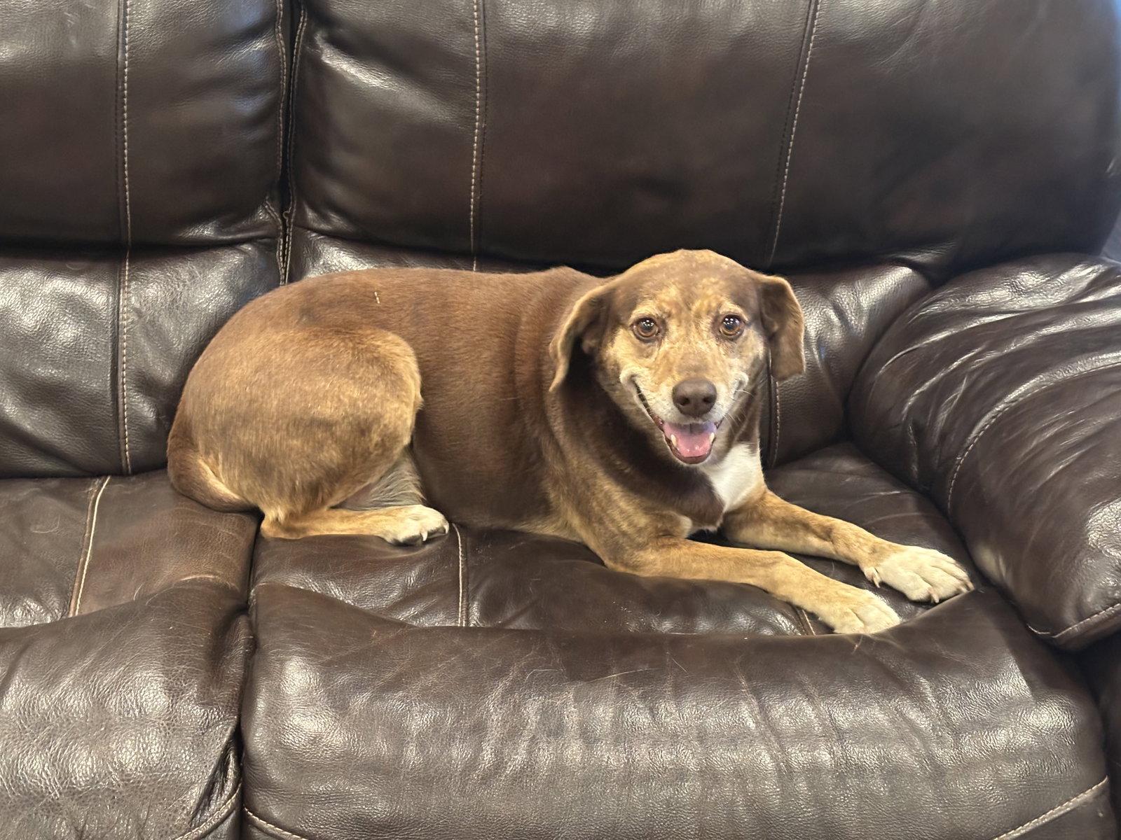 Lucky, Adopted, Adult Female Beagle.
