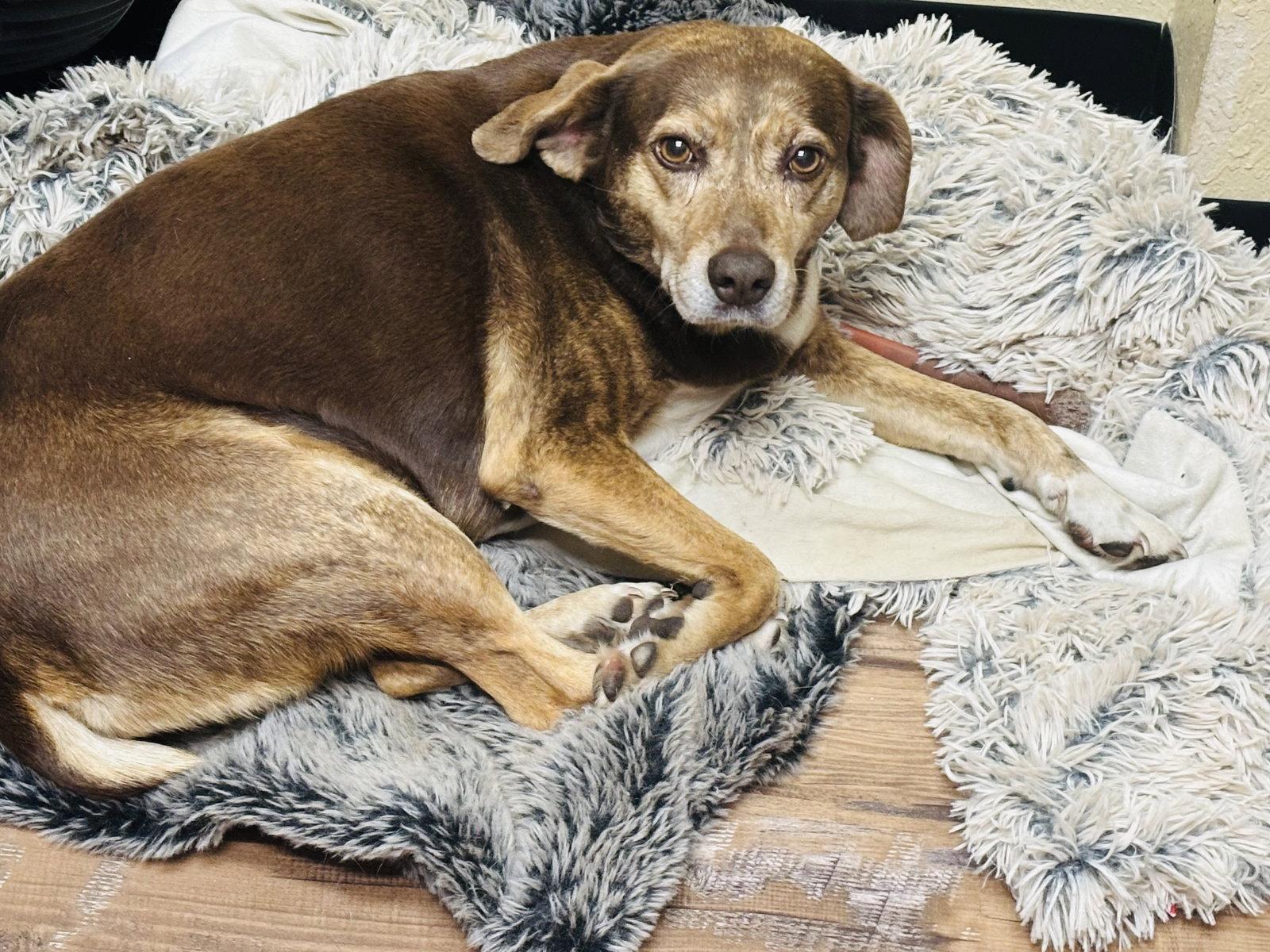Lucky, a Adopted Beagle in Tarrytown, GA image 3/3