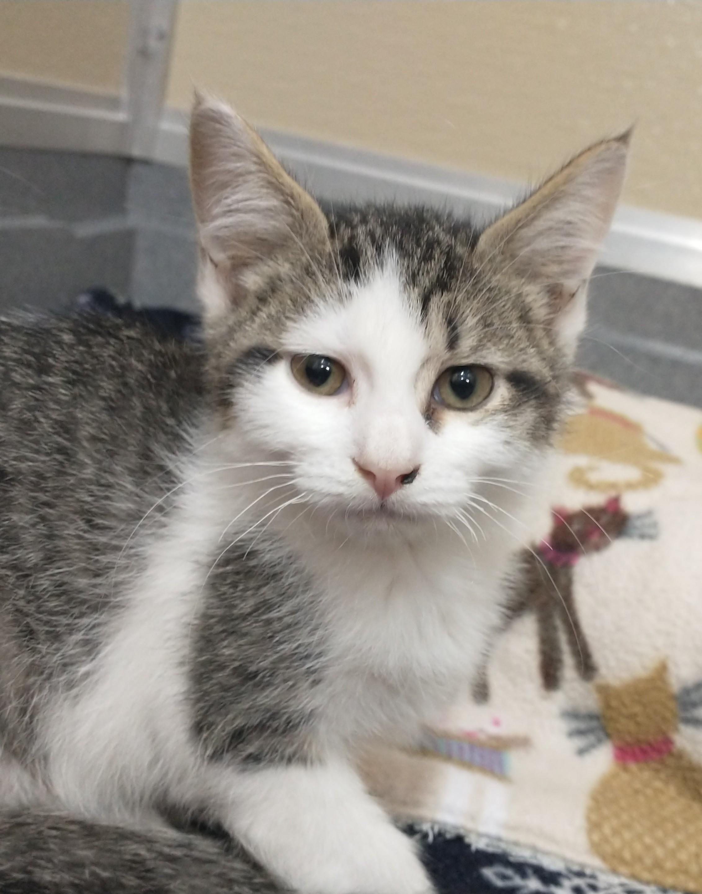 Enlarge Bullseye, a Adopted Domestic Short Hair in Tomah, WI image 1/1