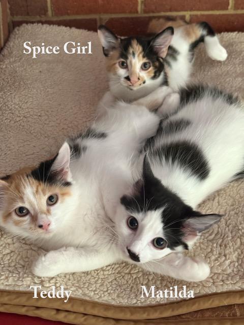 Teddy, Matilda + Spice Girl (Bonded Siblings), Baby Female unknown