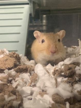 Enlarge Joey, a Adoptable Gerbil in Lowell, MA image 1/2